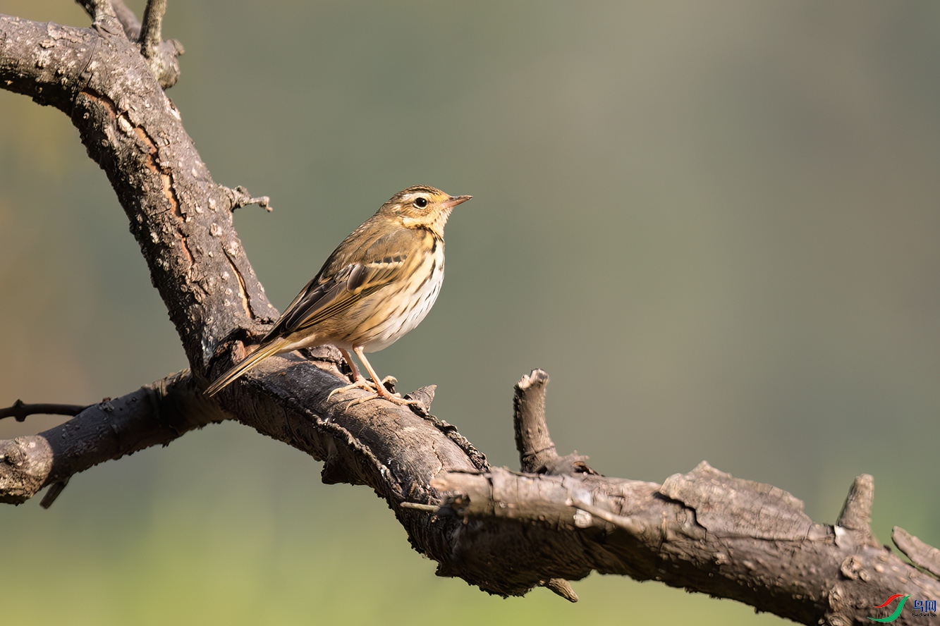 DSC_4560-����ǿ-NR.jpg