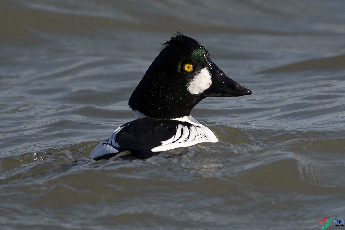 DSC_7363--.jpg