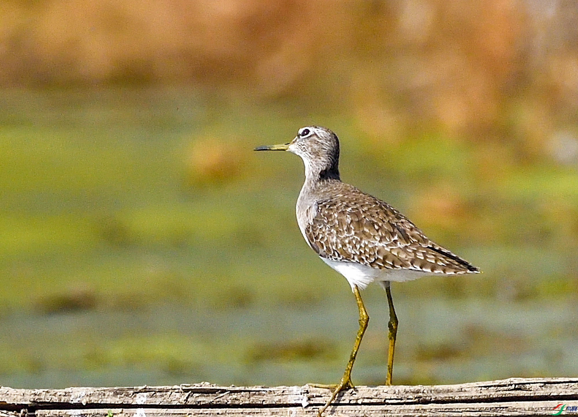 DSC_0785.jpg
