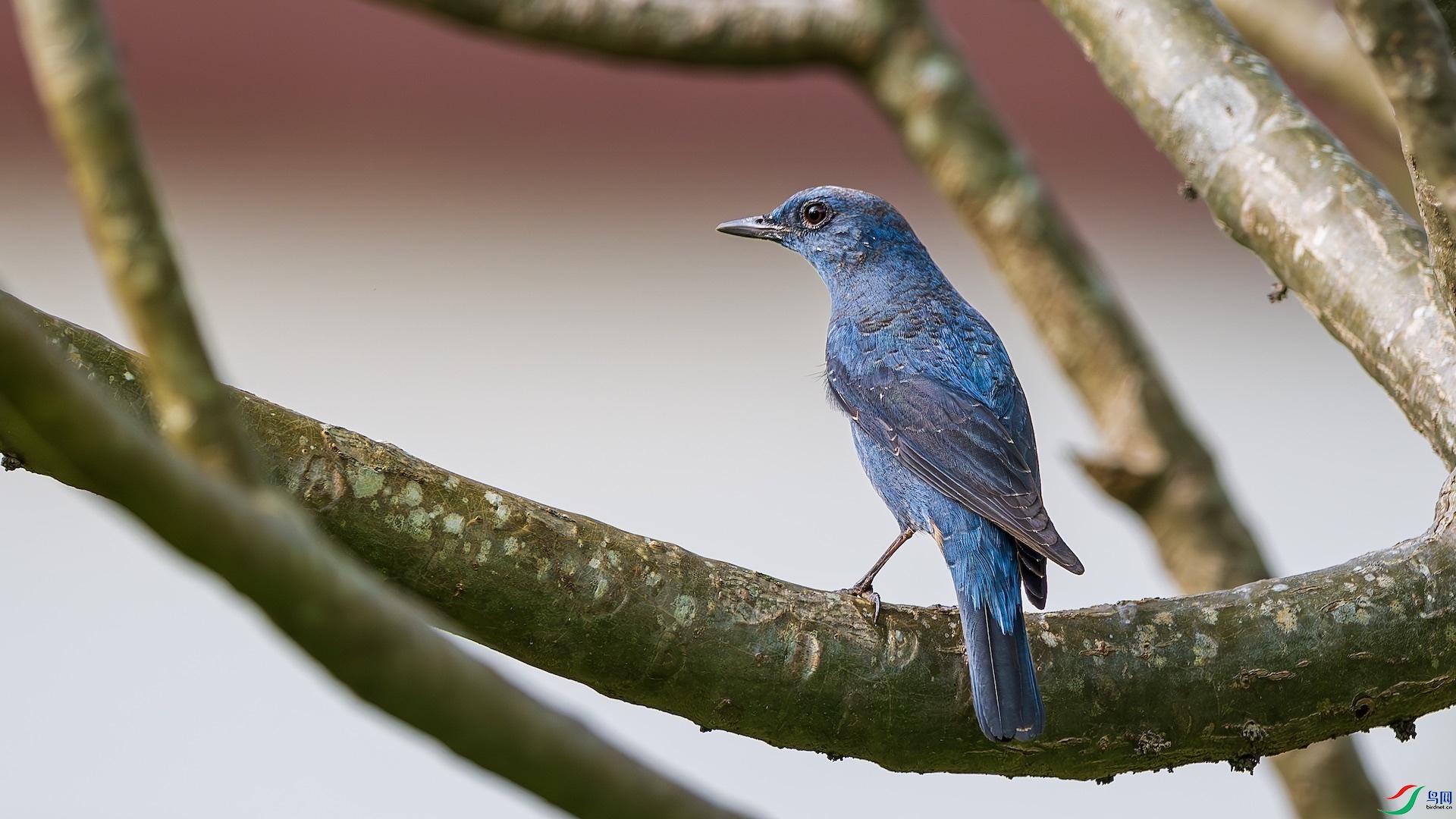 1_DSC4157-����ǿ-NR �����ĸ���.jpeg