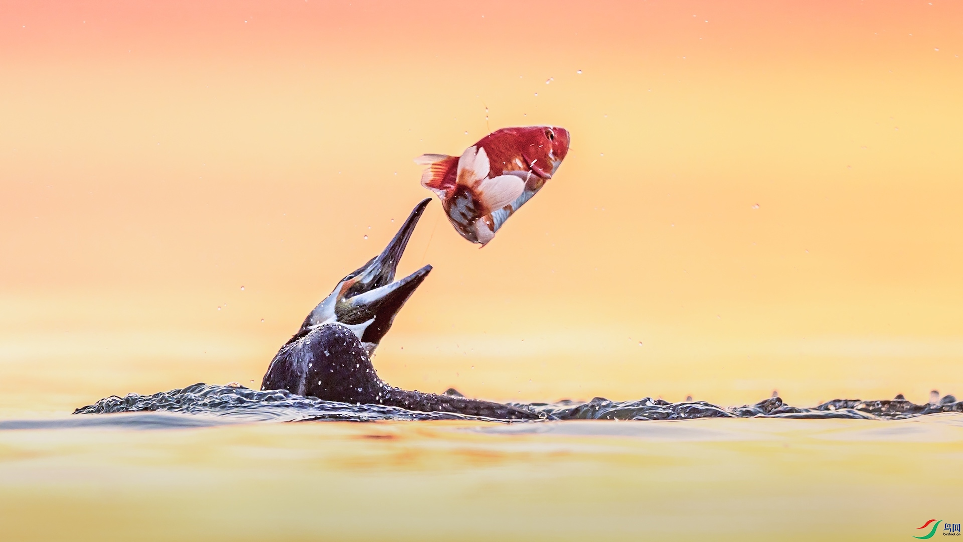 1_XXL2334 ���� 2.jpeg