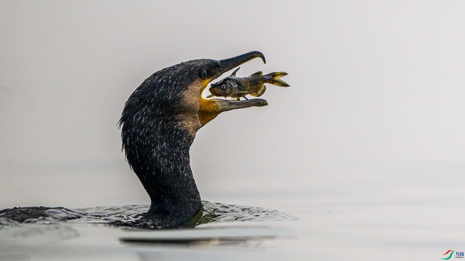 1_XXL4045 ����.jpeg