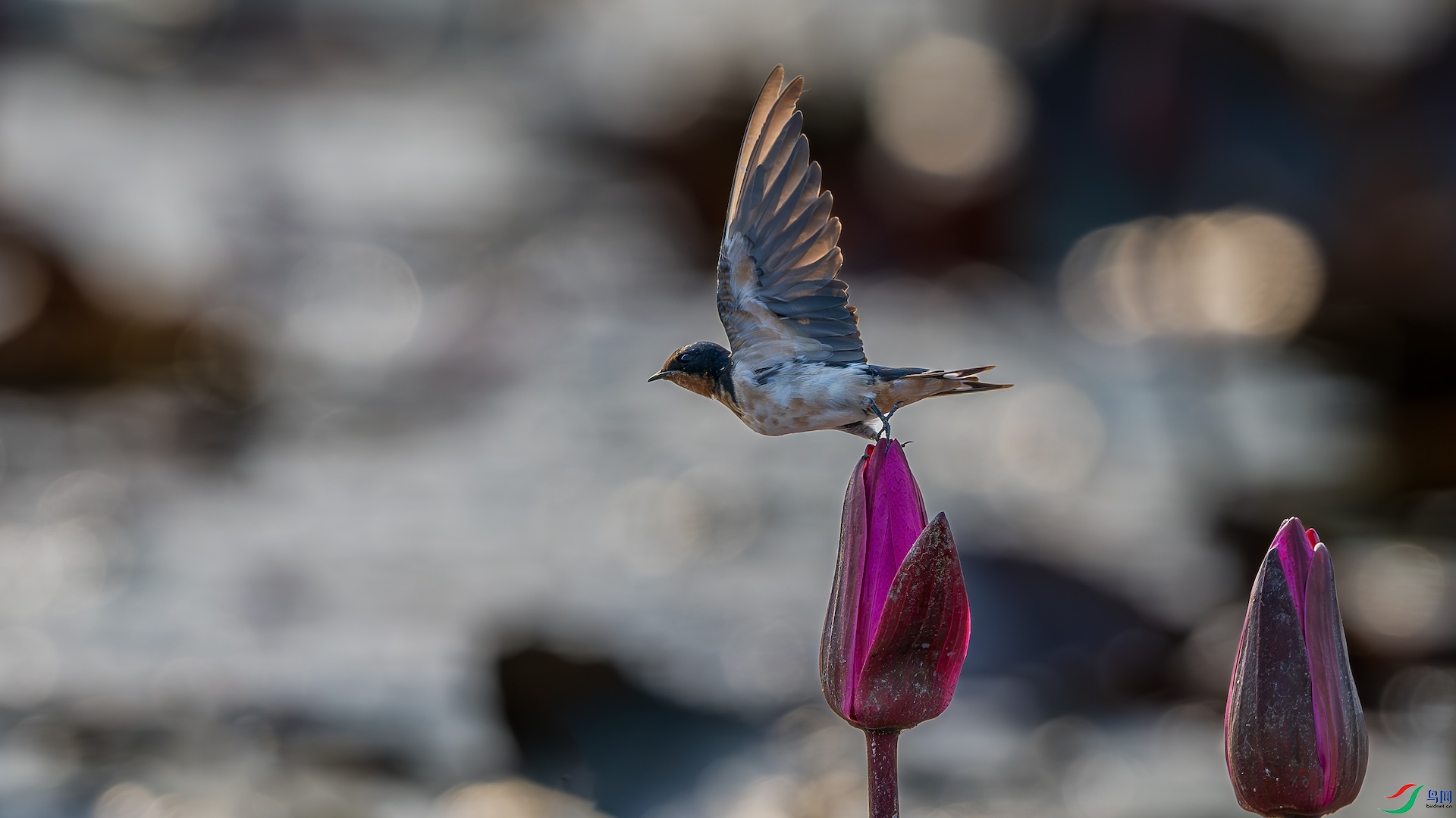 1_XXL5153-����ǿ-NR ����.jpeg