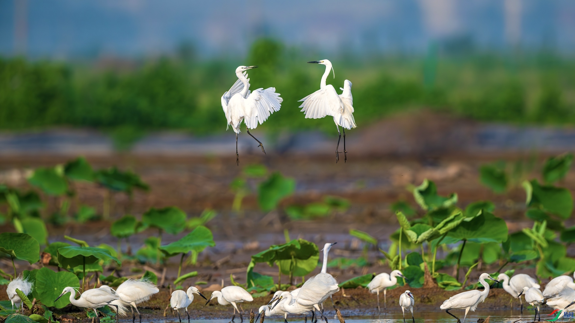 1_XXL6802-����ǿ-NR ���� 2.jpg