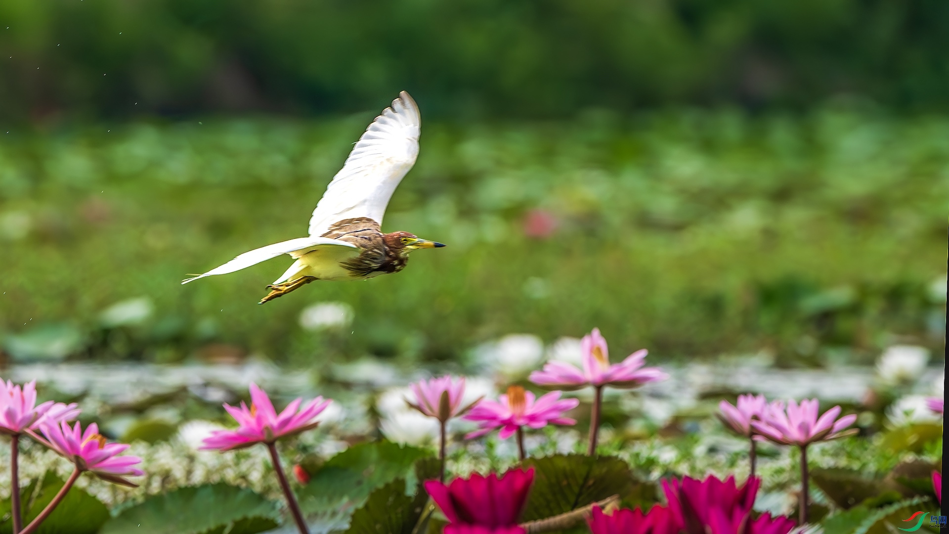 1_XXL8172-����ǿ-NR ����.jpeg