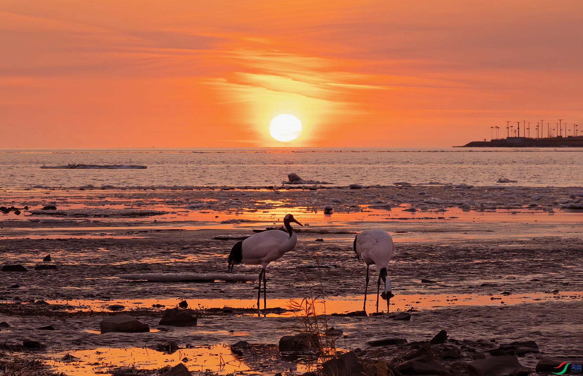DSC_3791d3.jpg