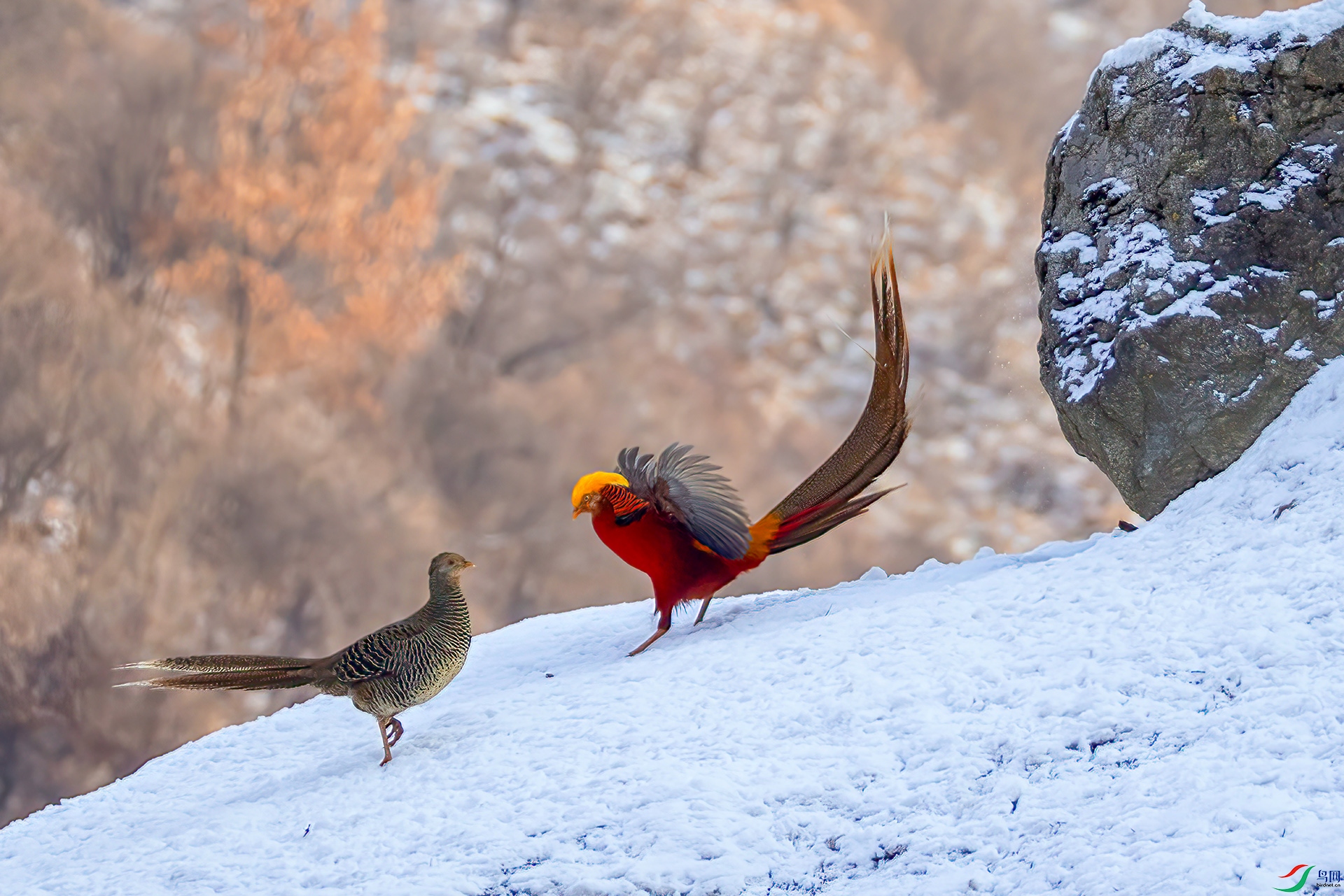 407A5617 ����-Sh---1 .jpg