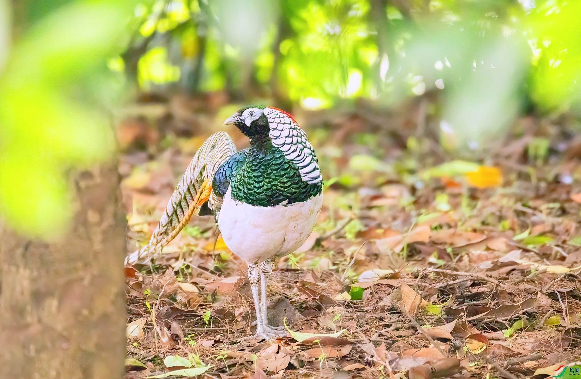 407A3175 ����-Sh----1 .jpg