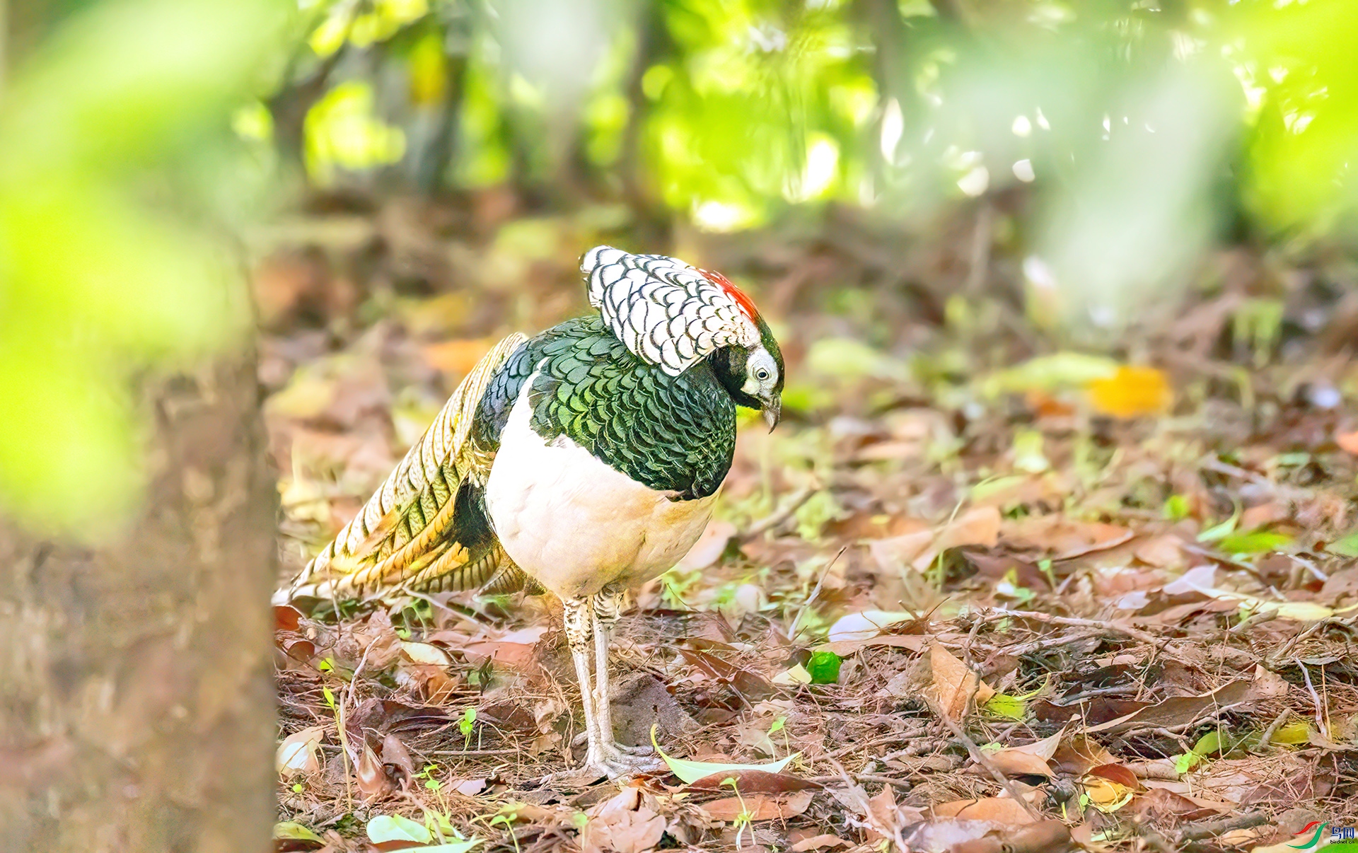 407A3199 ����-Sh----1 .jpg