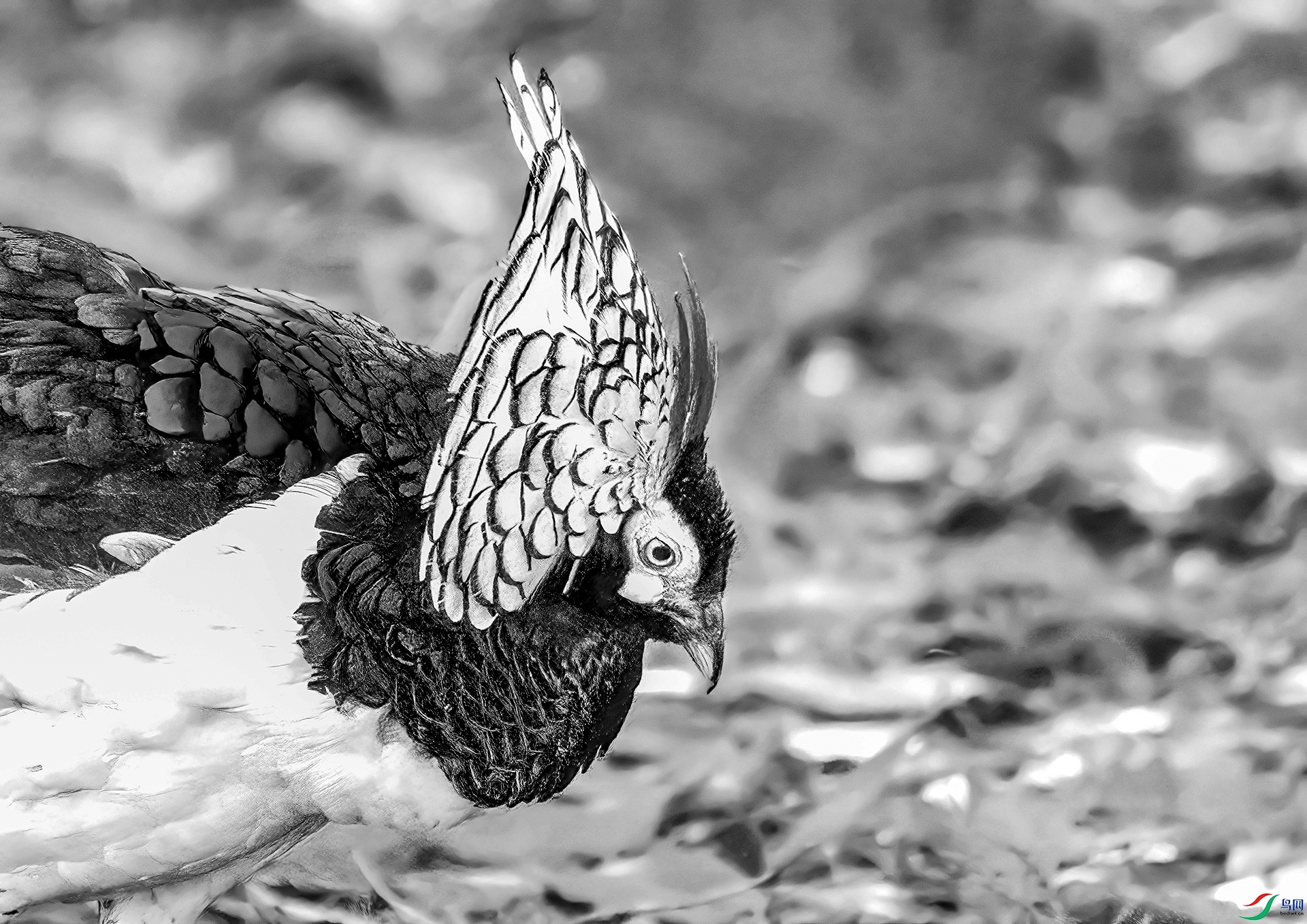 407A3258 ����-Sha---0-Sha----11  hp.jpg