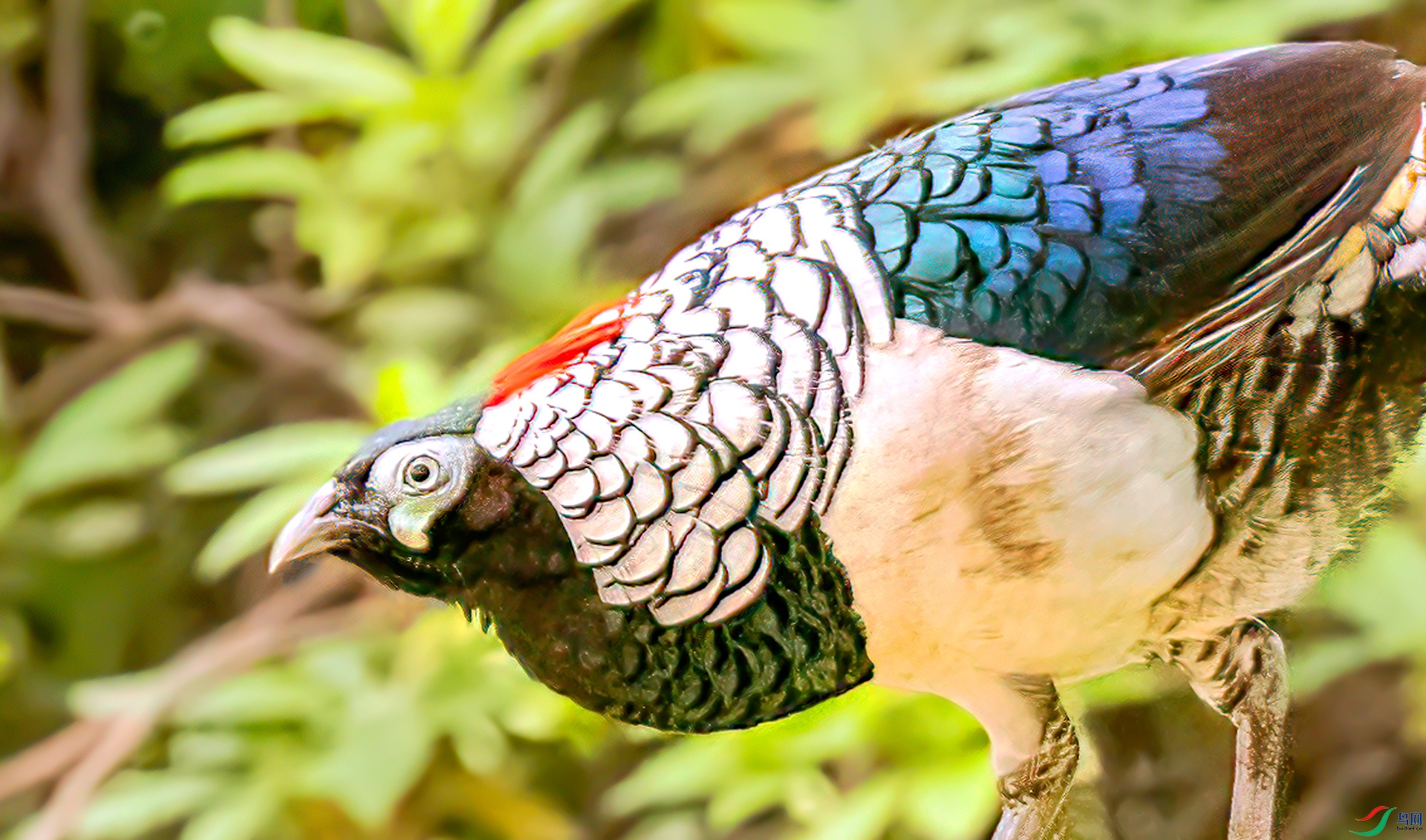 407A4589 ����-Sh---1 .jpg