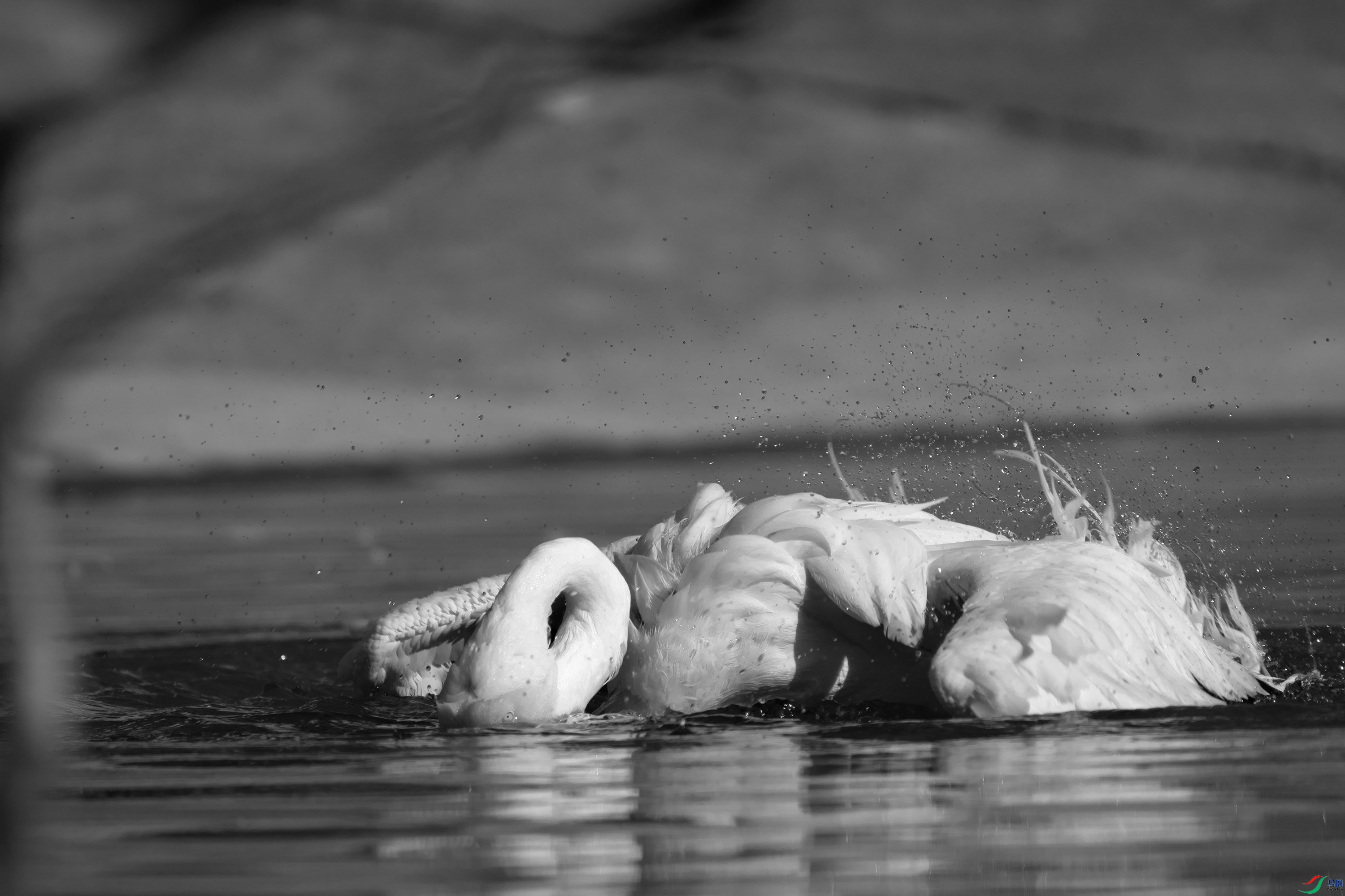 DSC02653 ����.jpg