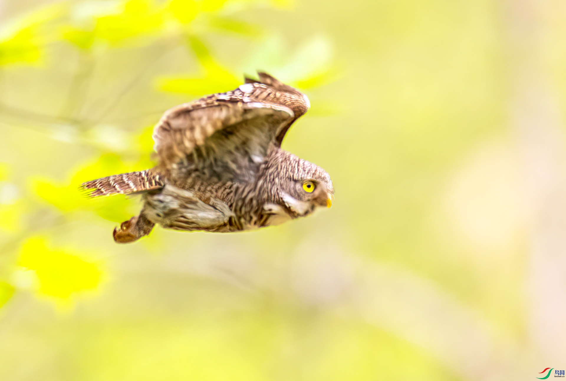 407A2605 ����-Sh---1 .jpg