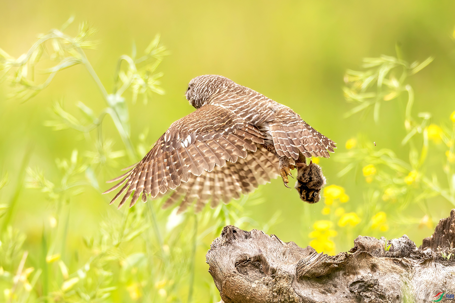 407A2773 ����-Sh----1 .jpg