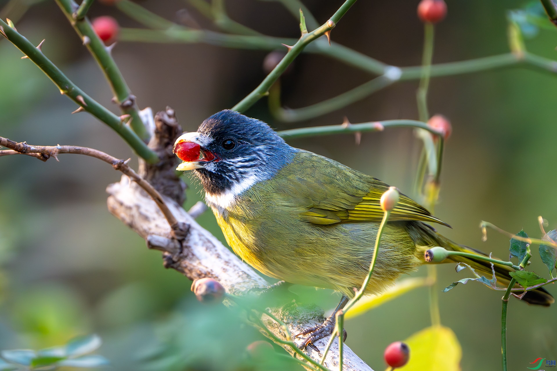 �Ժ������ȸ����