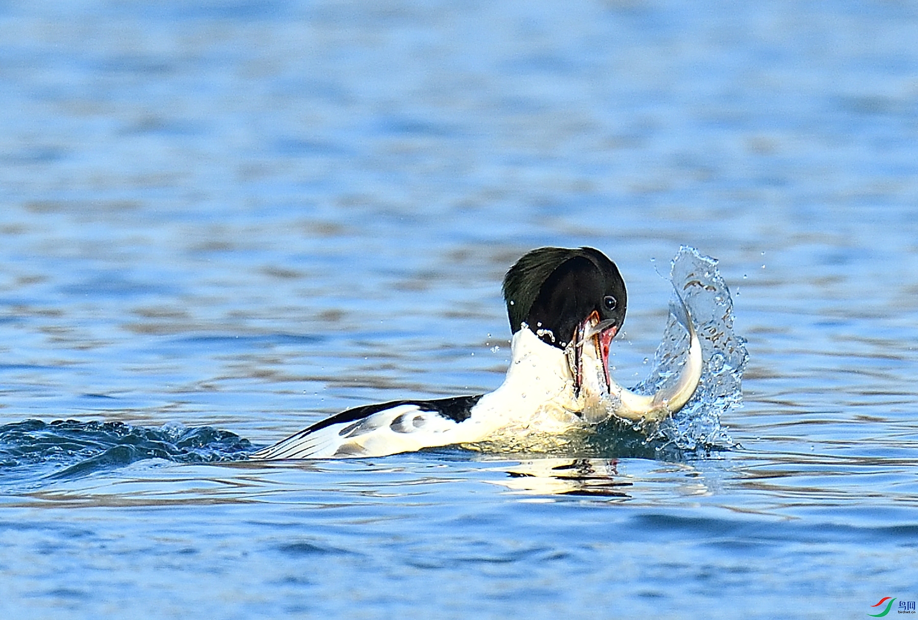 DSC_1450.JPG