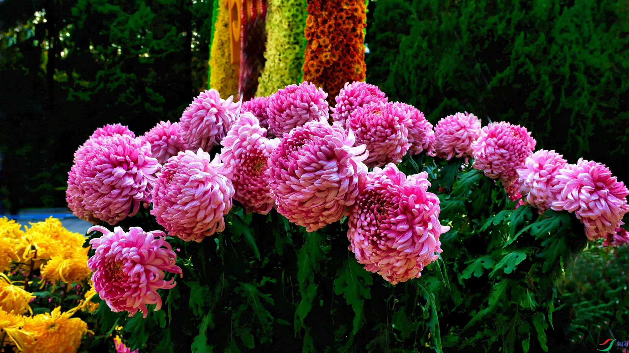 ����ӭ����