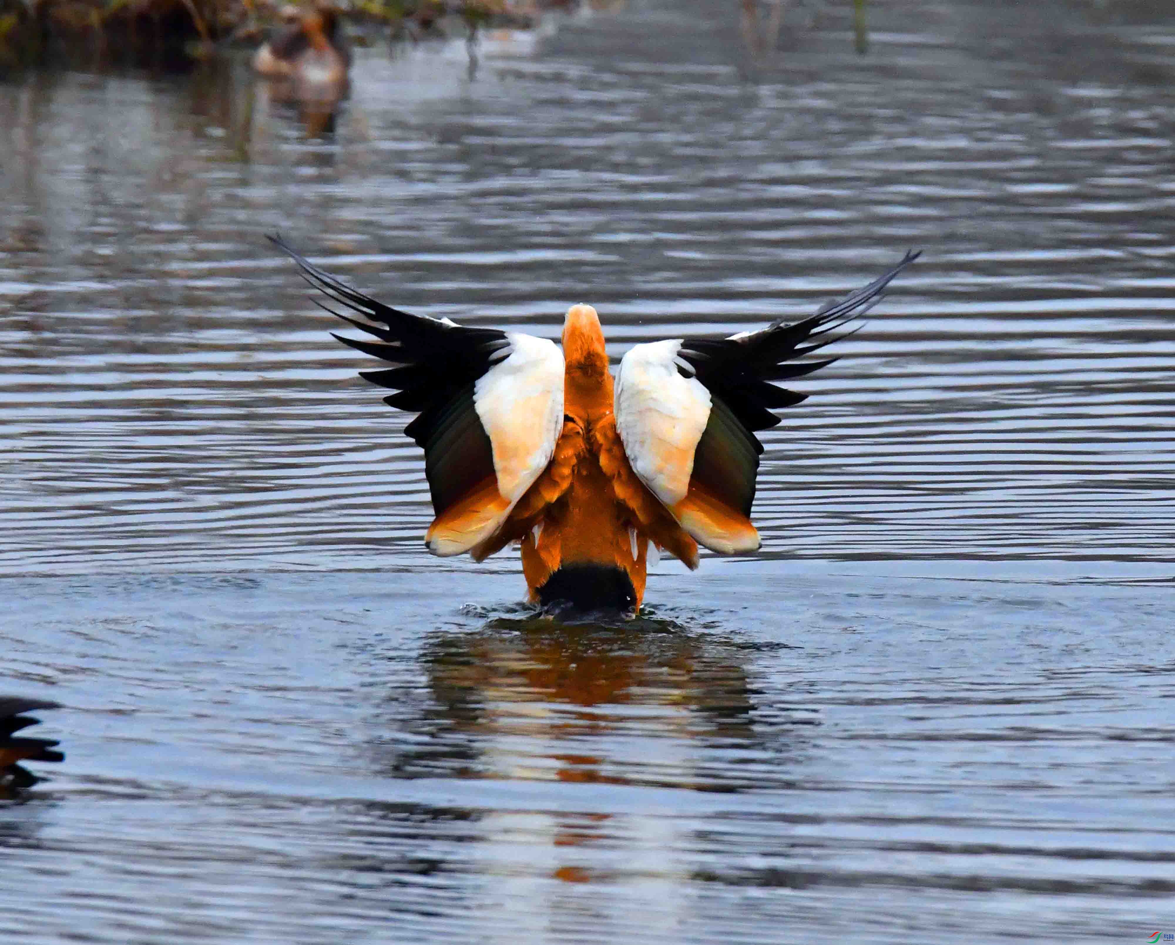 DSC_0579.JPG