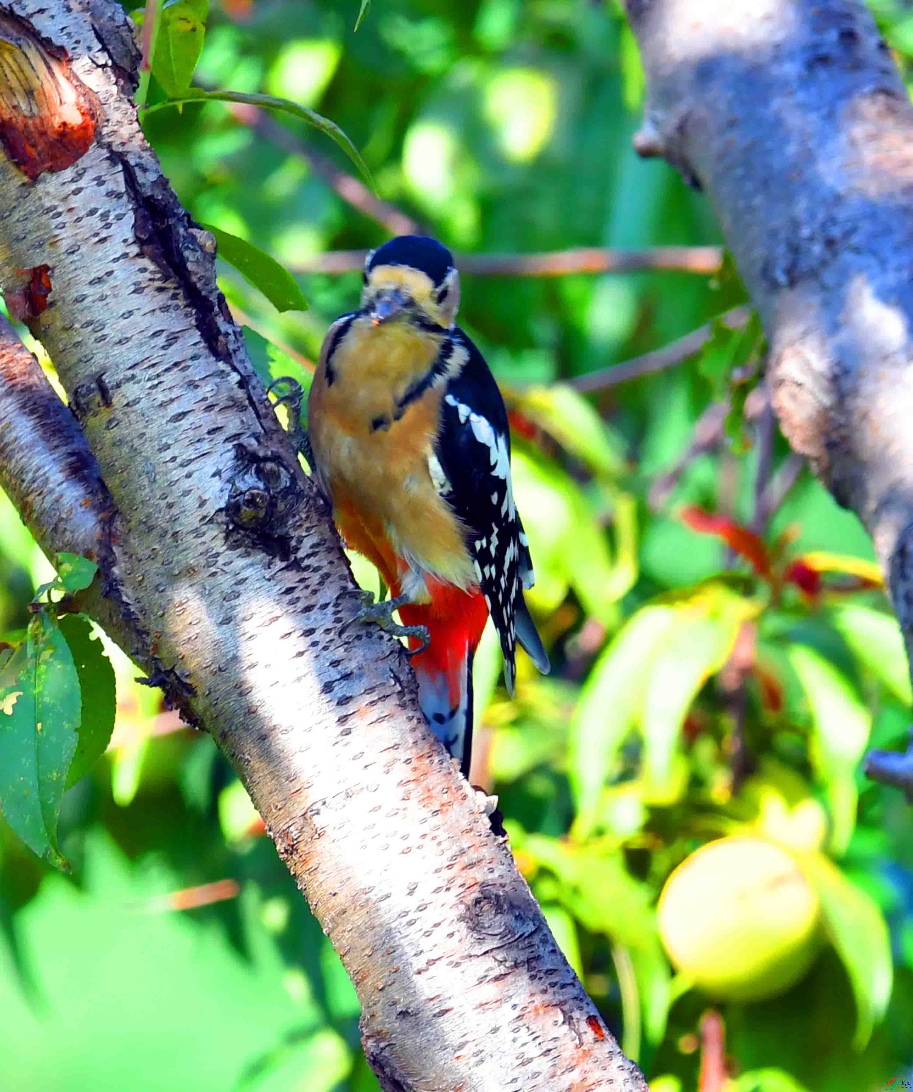 DSC_0413.JPG