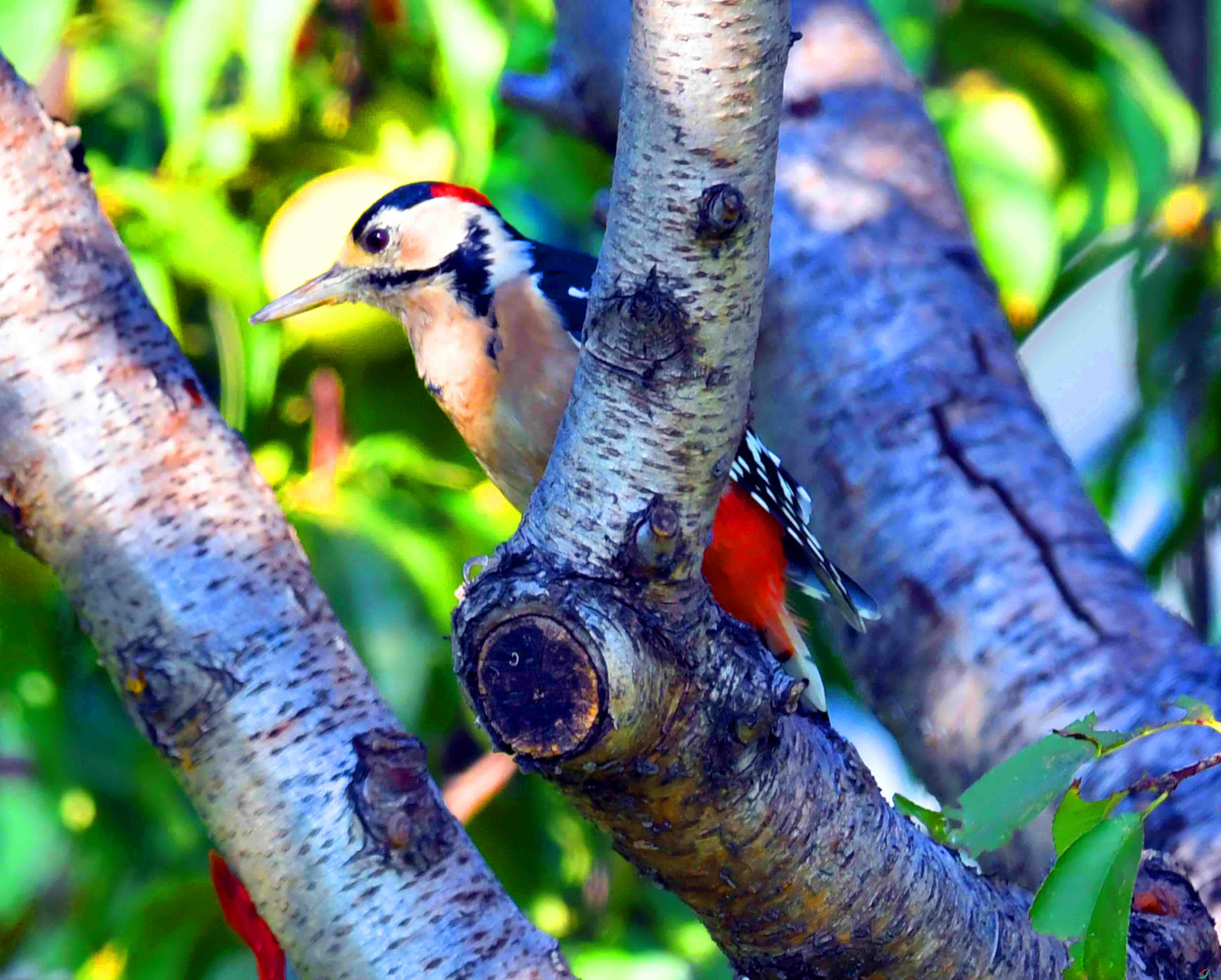 DSC_0423.JPG