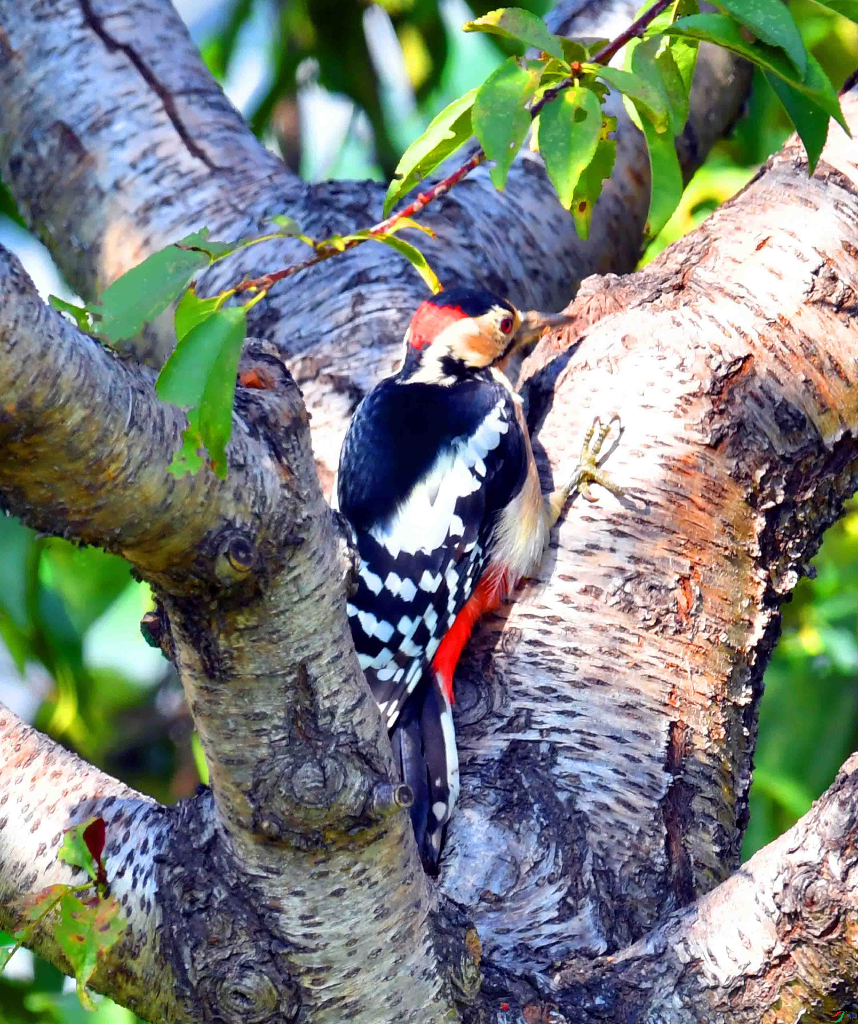 DSC_0443.JPG