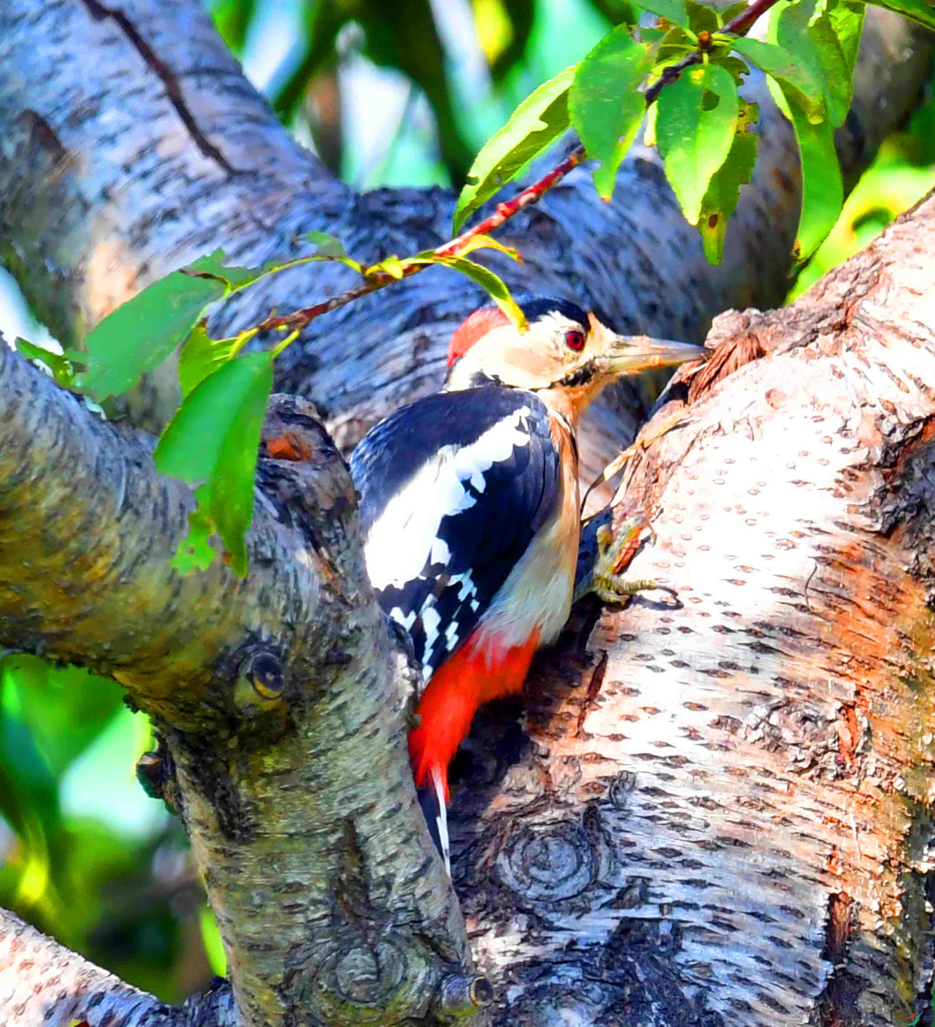 DSC_0430.JPG