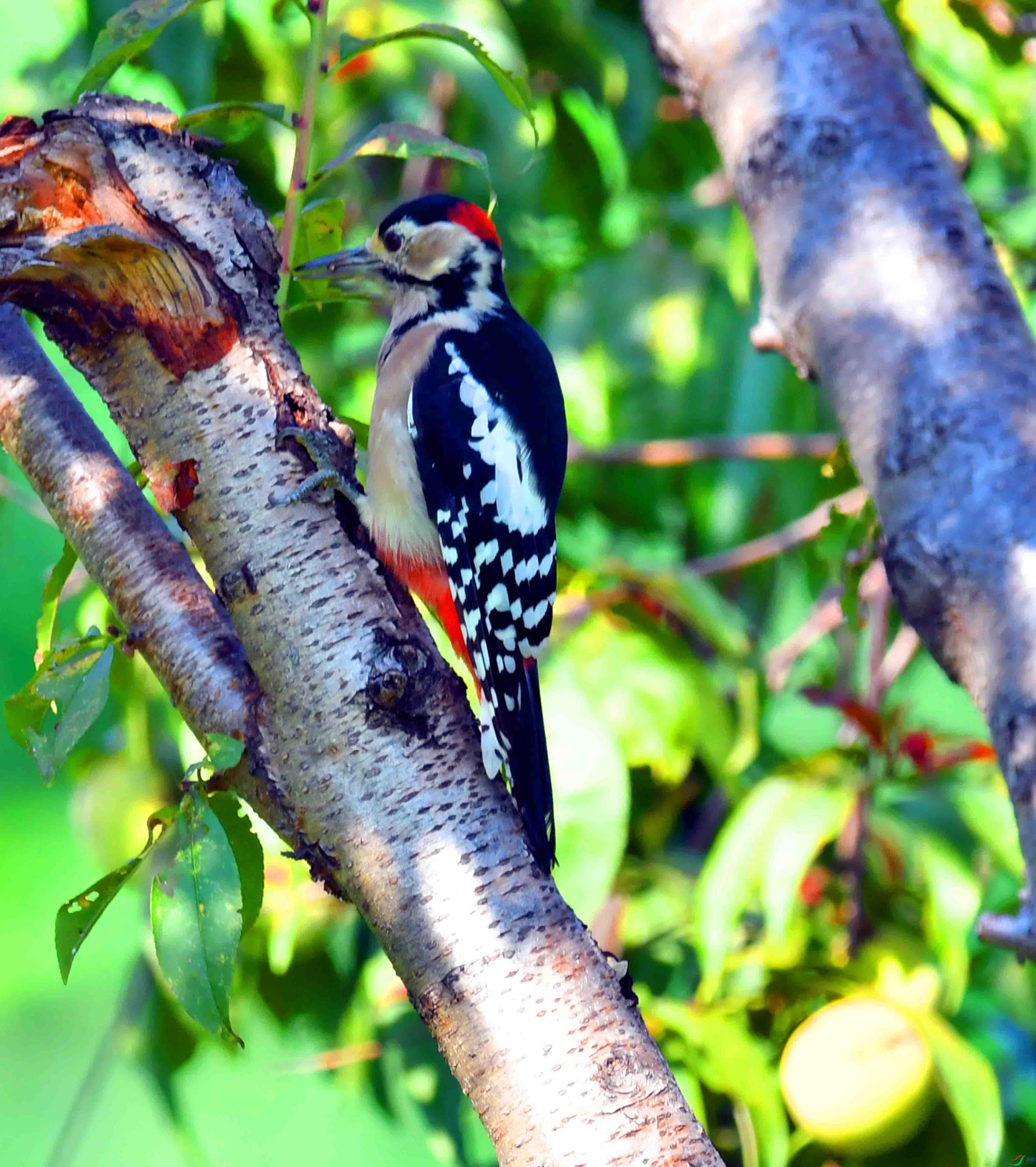 DSC_0464.JPG