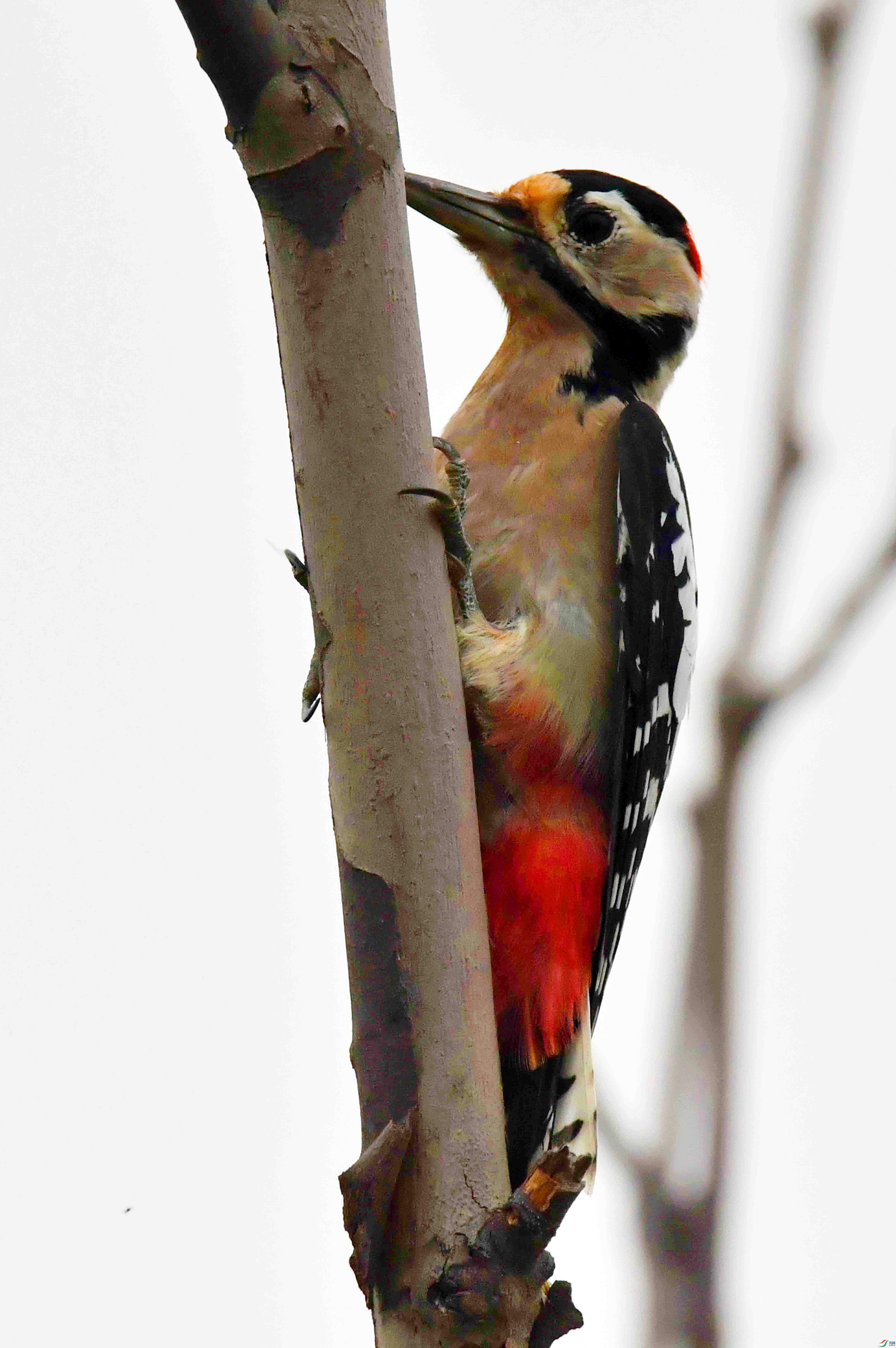 DSC_0992.JPG