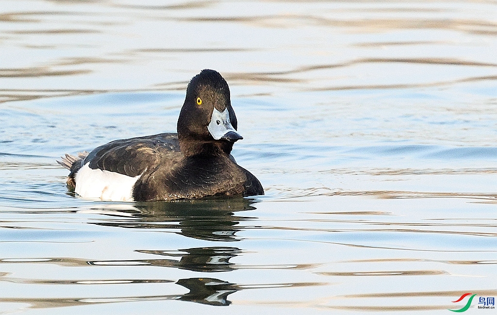 1P3A4787.JPG