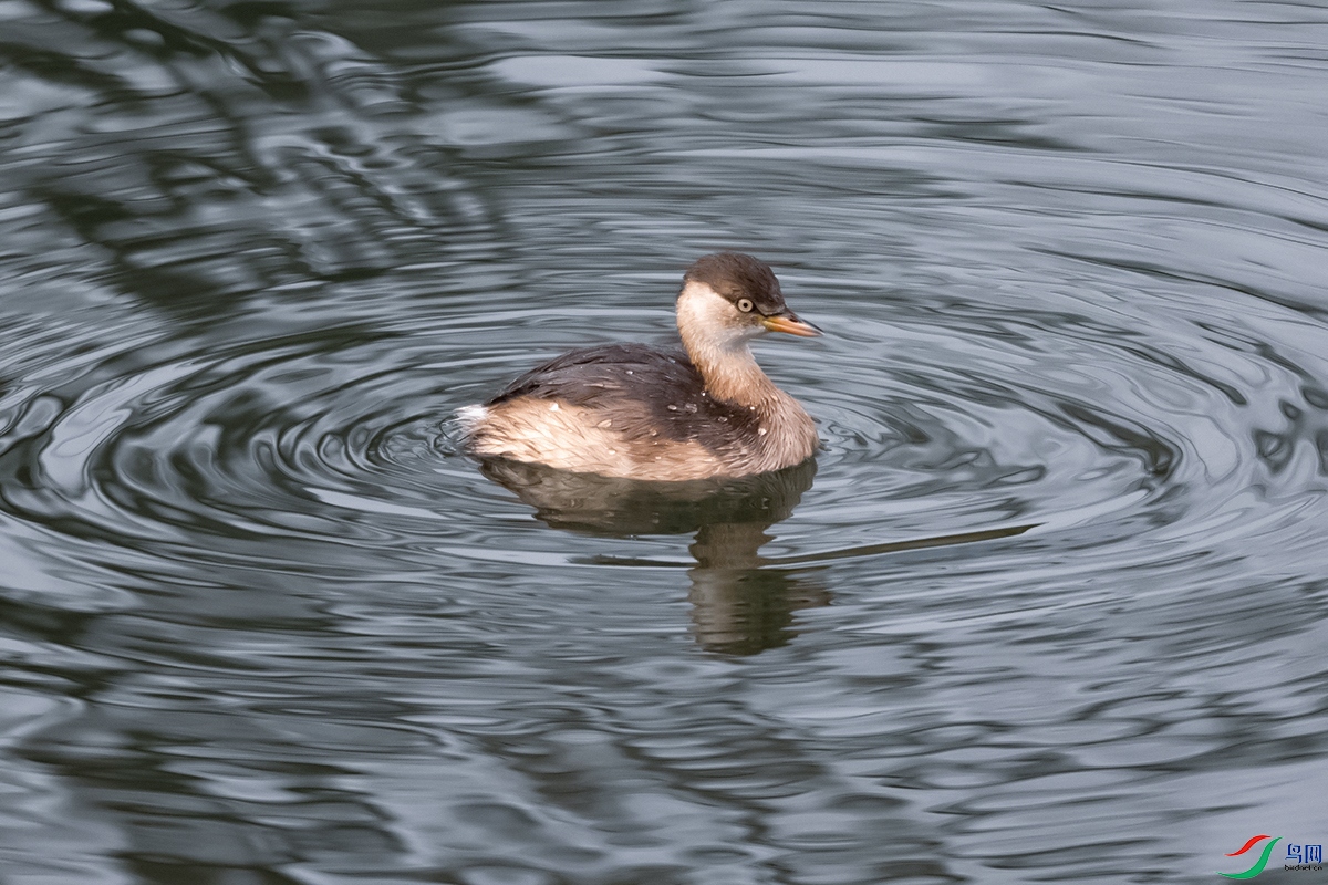 DSC_9045---.jpg