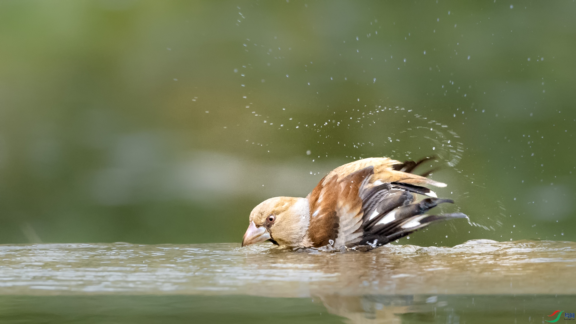 DSC_7637 ����.jpg