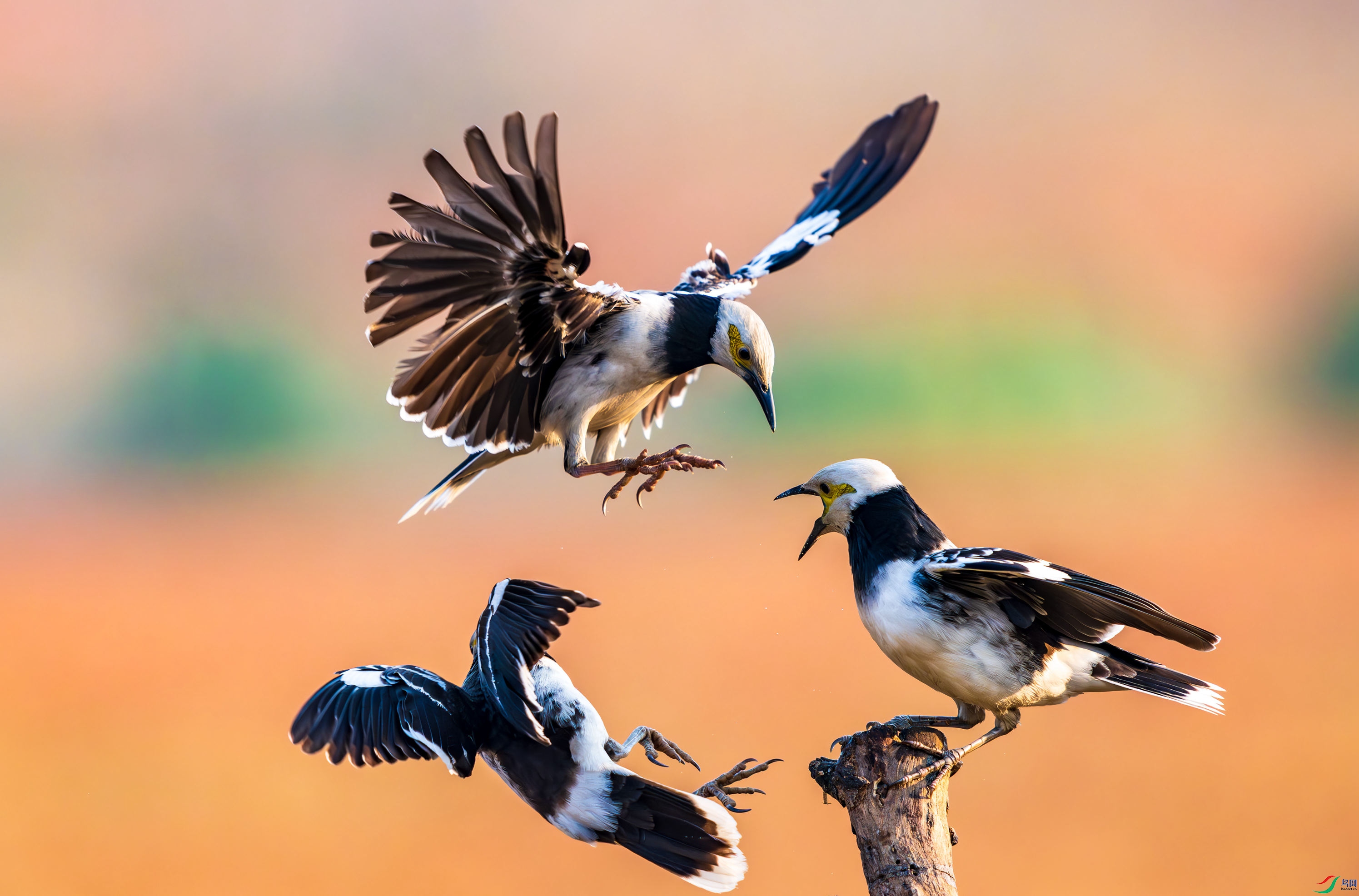 _DSC9452-����ǿ-NR_1 - ����.JPG