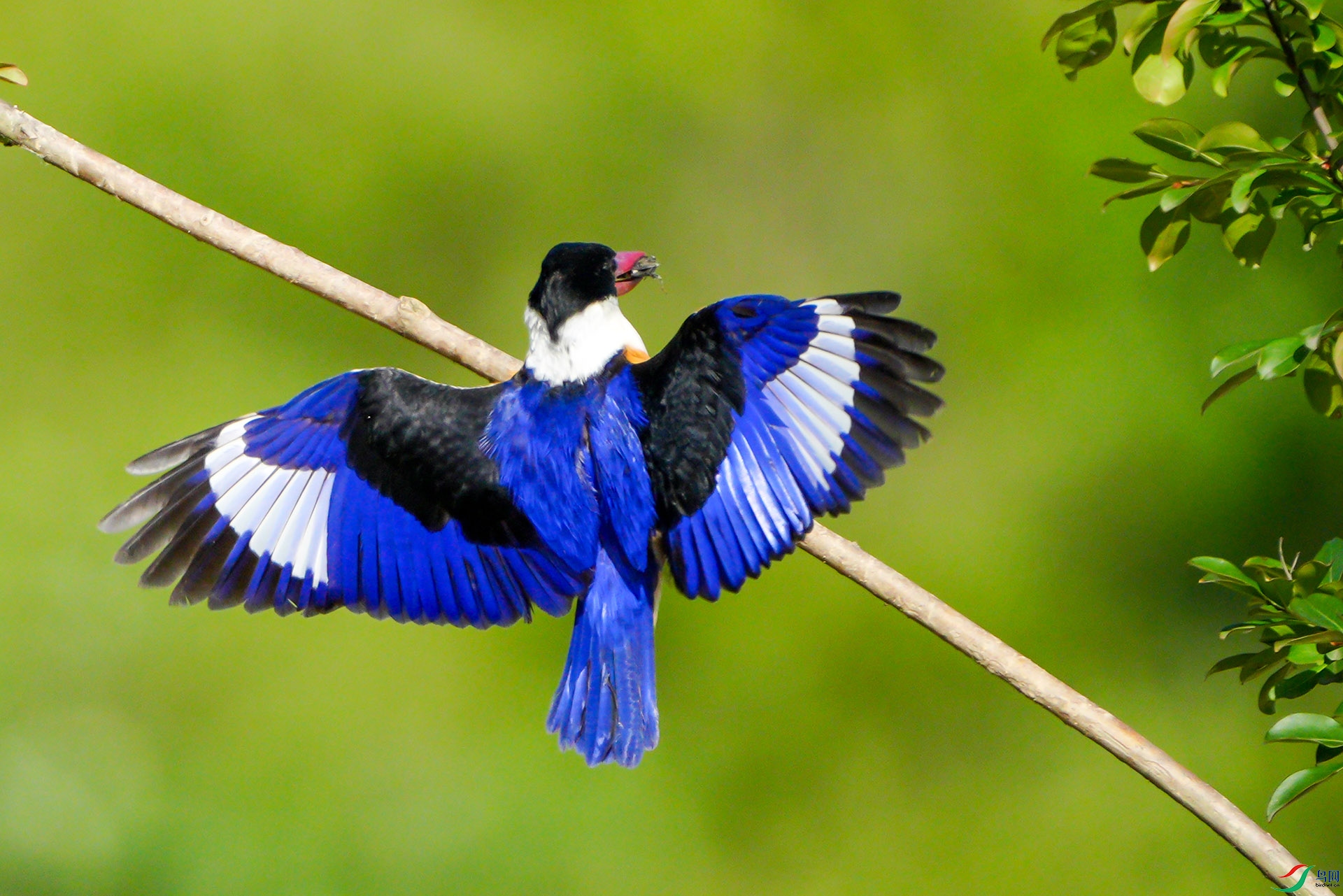 ����䲶�Թ���