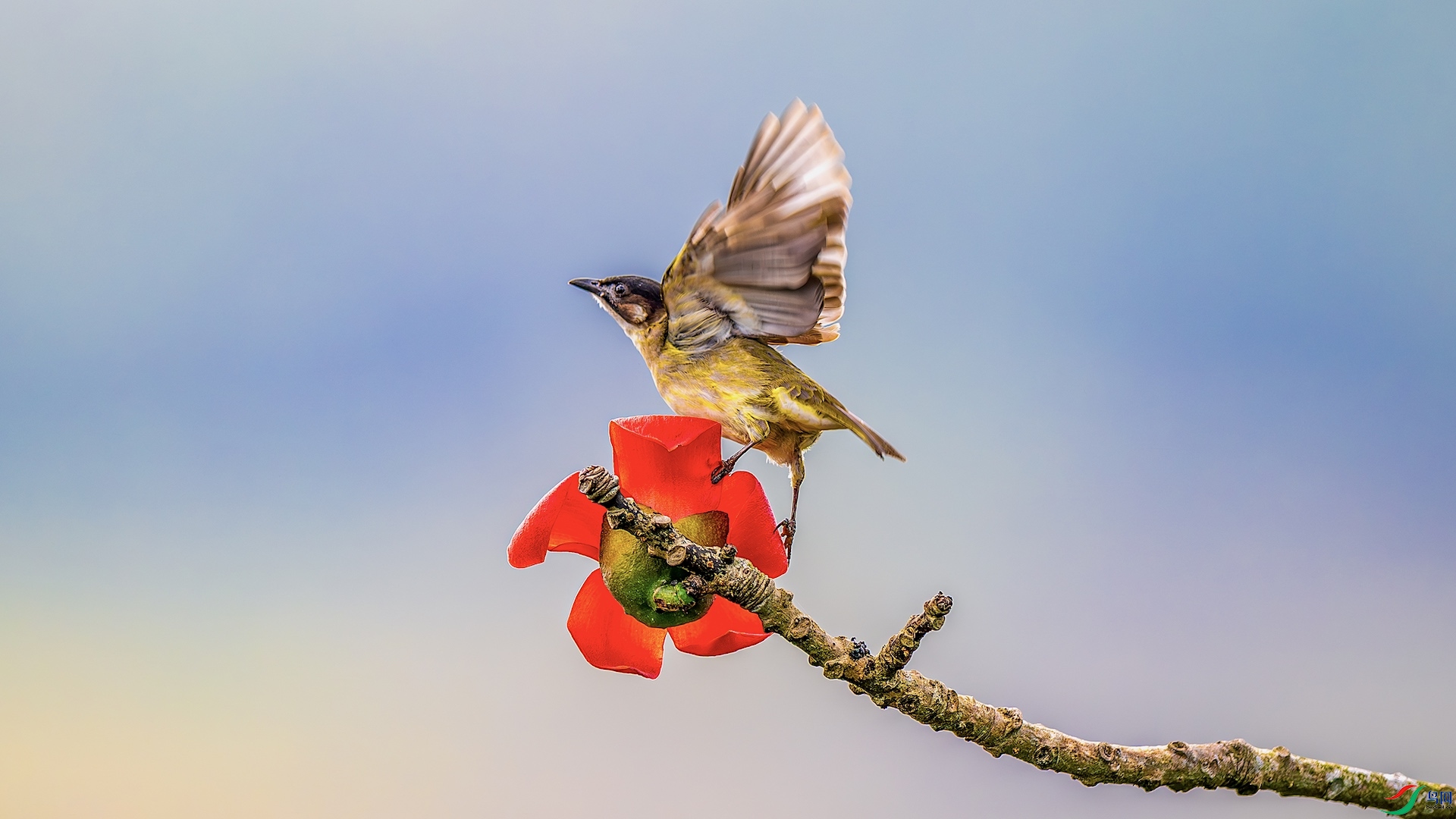 1_XXL5513-����ǿ-NR ���� 2.jpeg