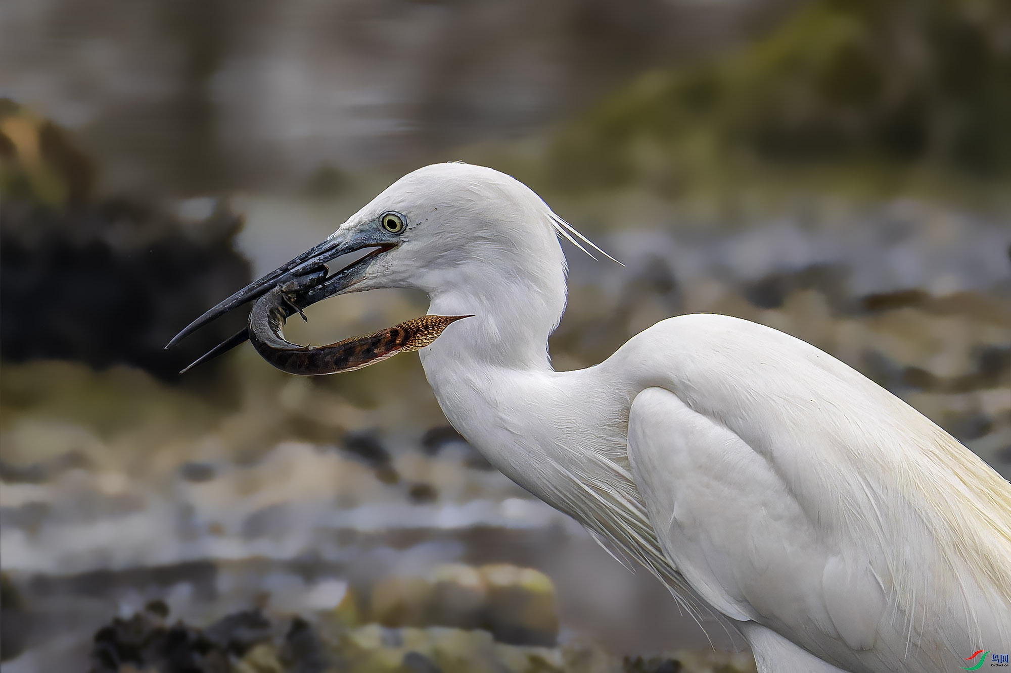 _97A6356-CR3 copy.jpg