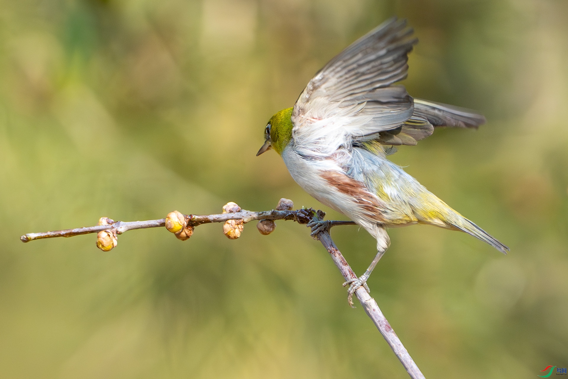 DSC00009-����ǿ-NR ����.jpg