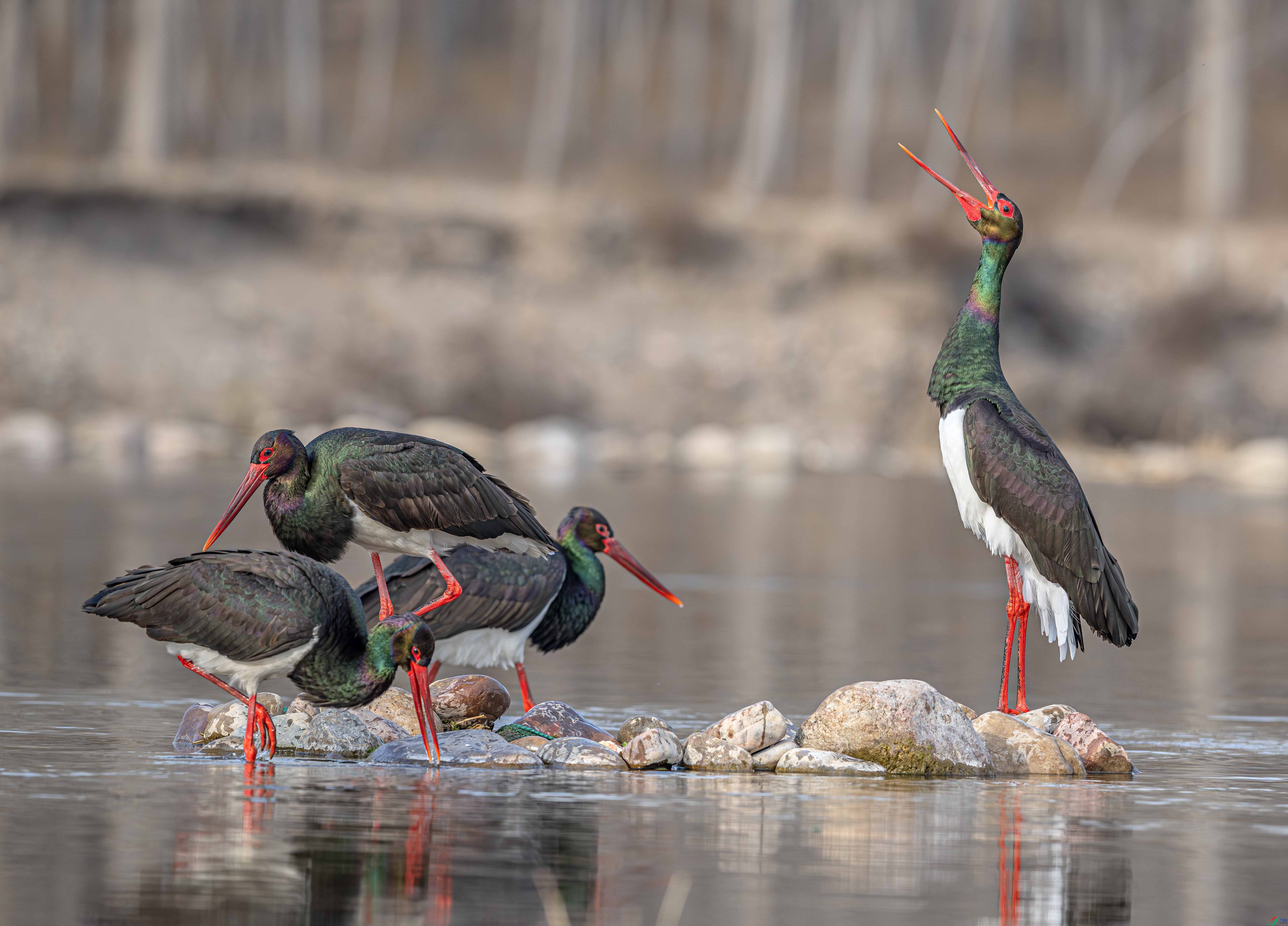 DSC_1688-����ǿ-NR ����.jpg