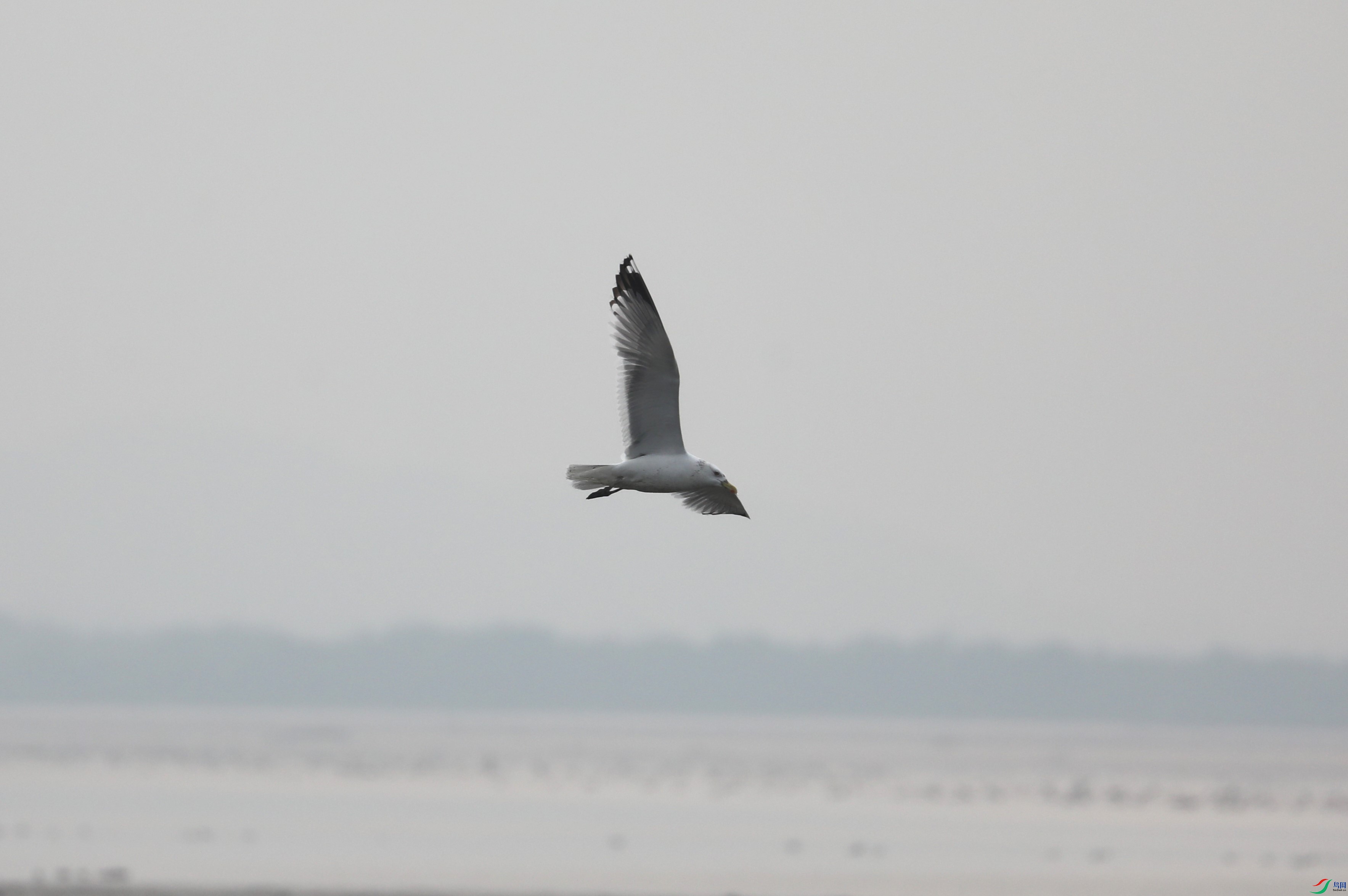 BL7A0115.JPG