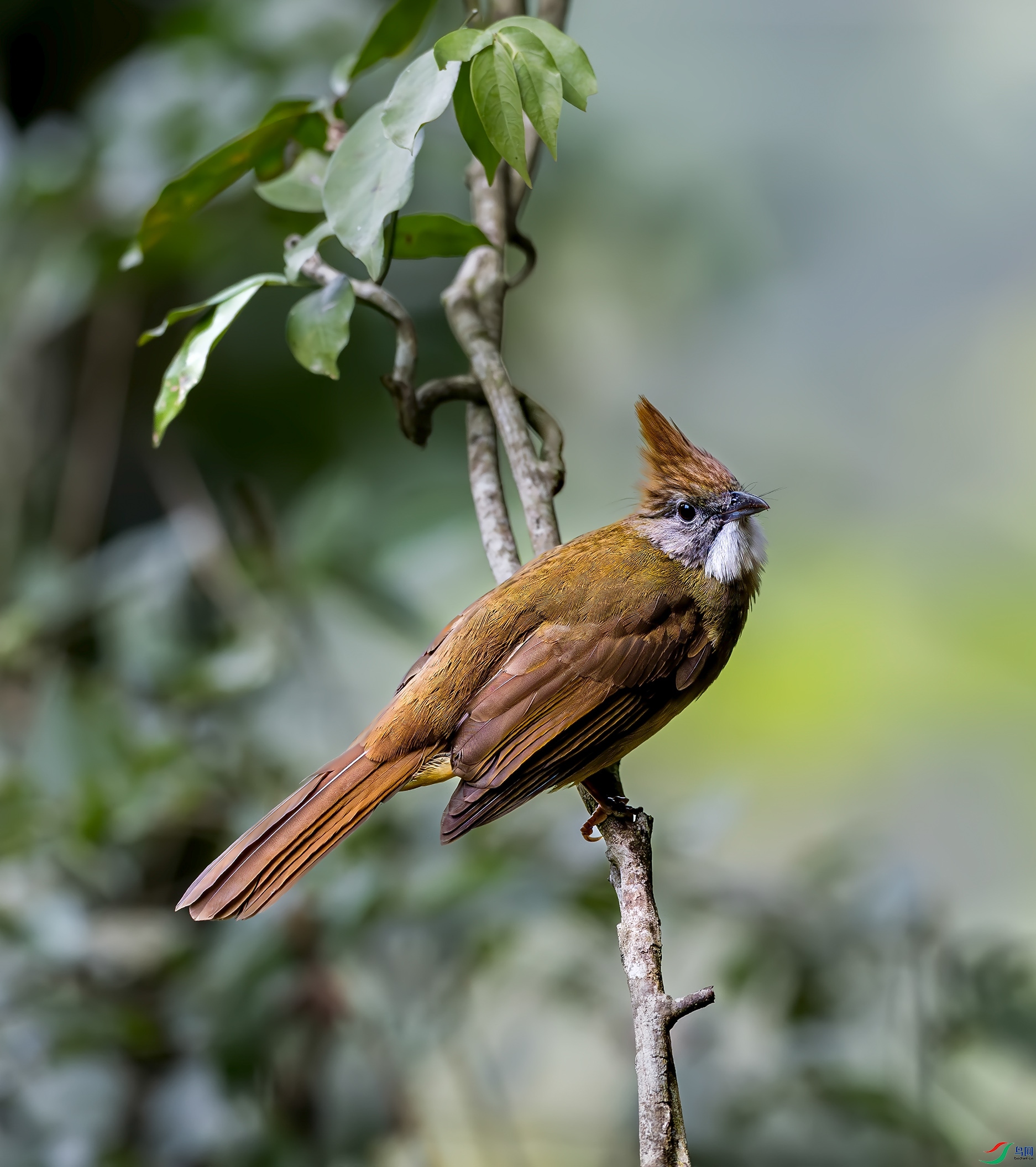 �׺�����