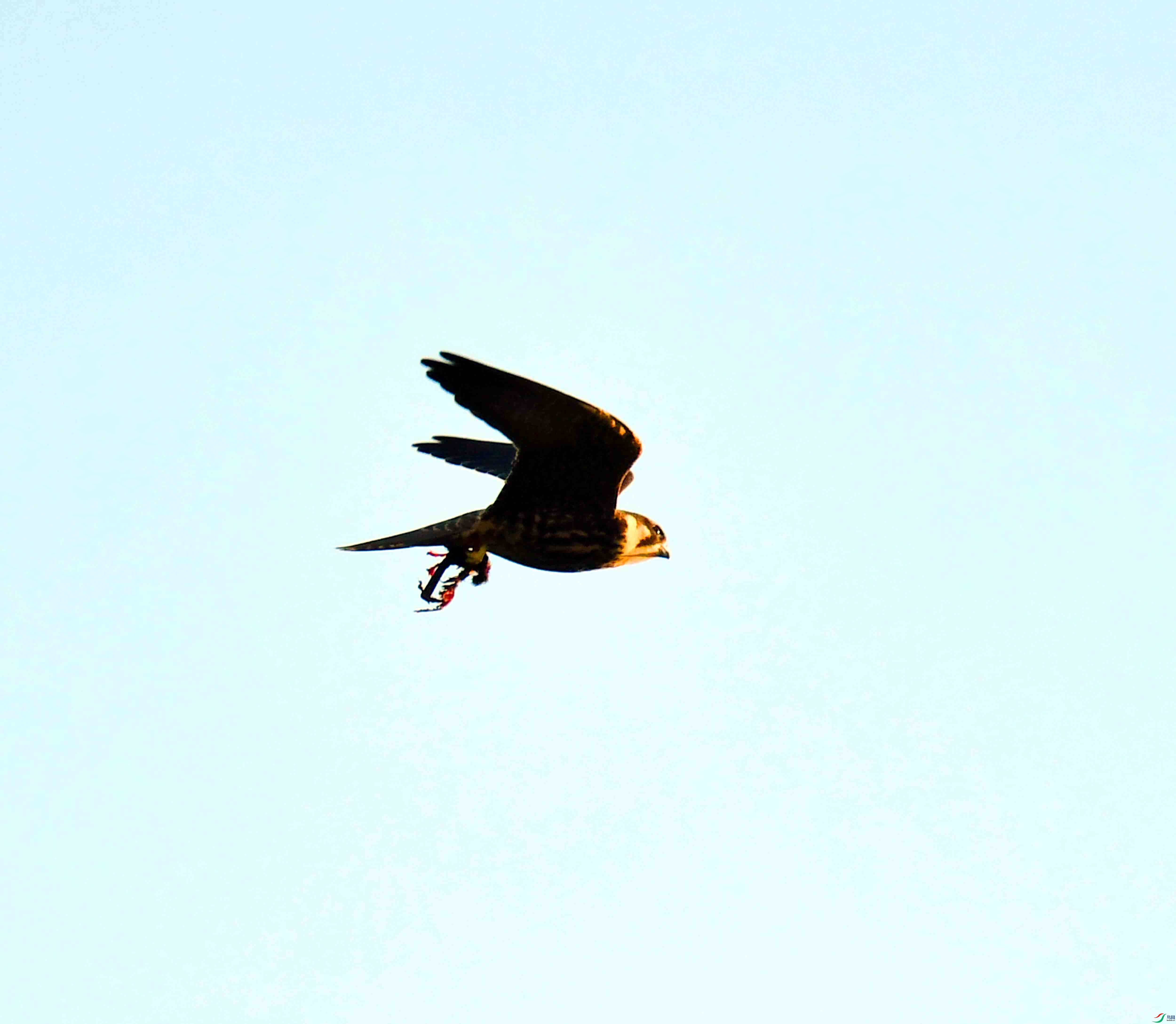 DSC_3465.JPG