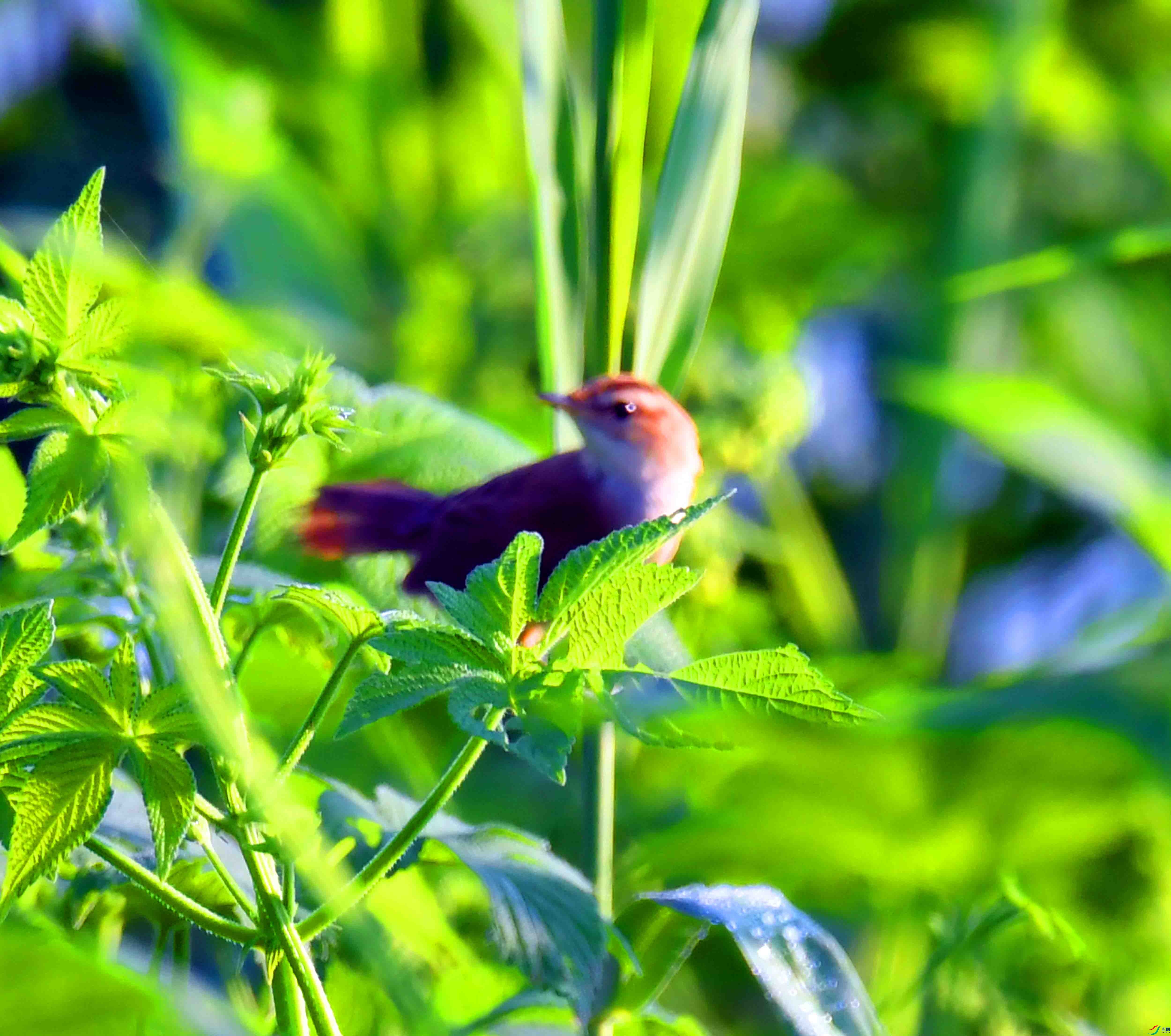 DSC_5006.JPG