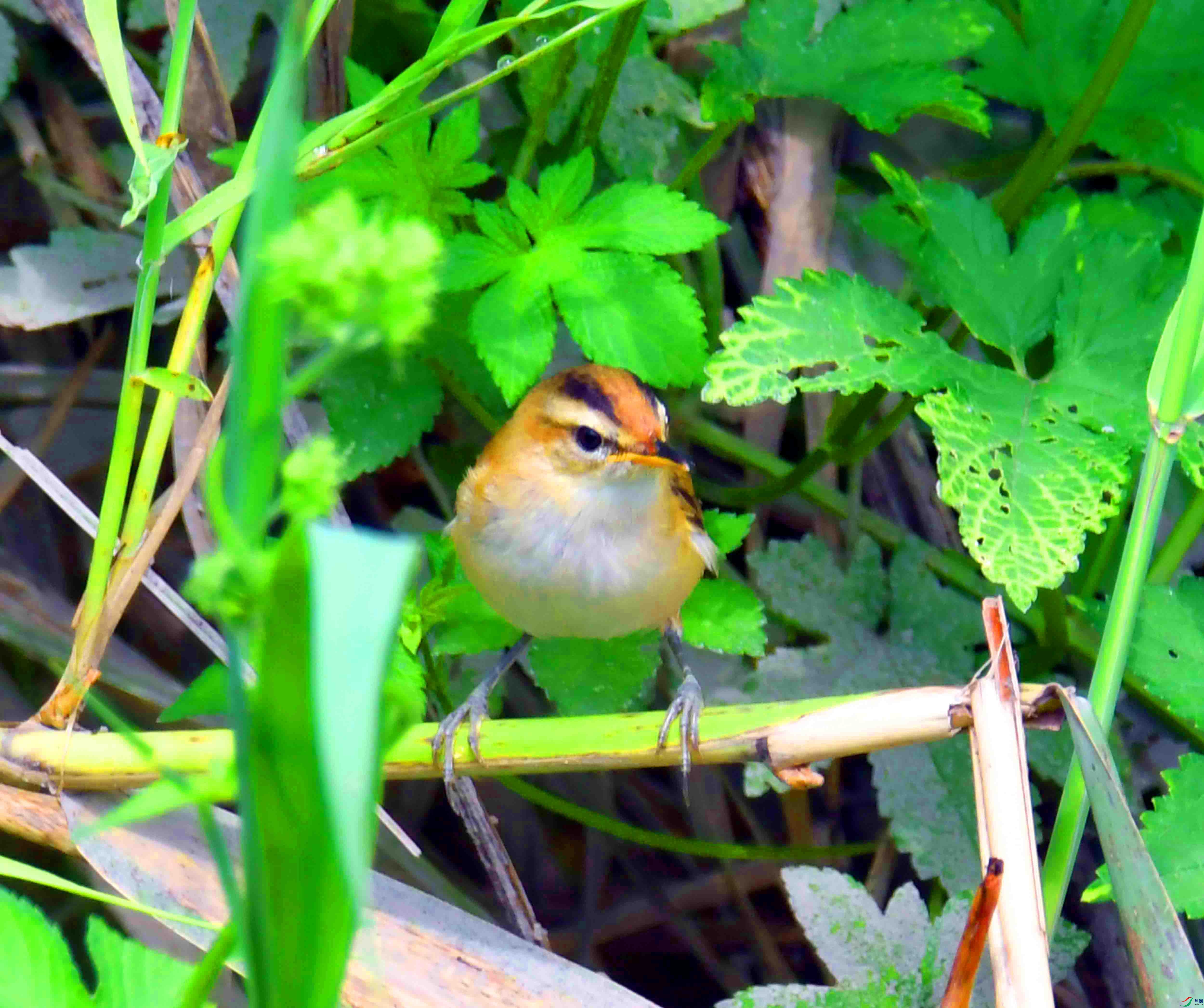 DSC_5562.JPG