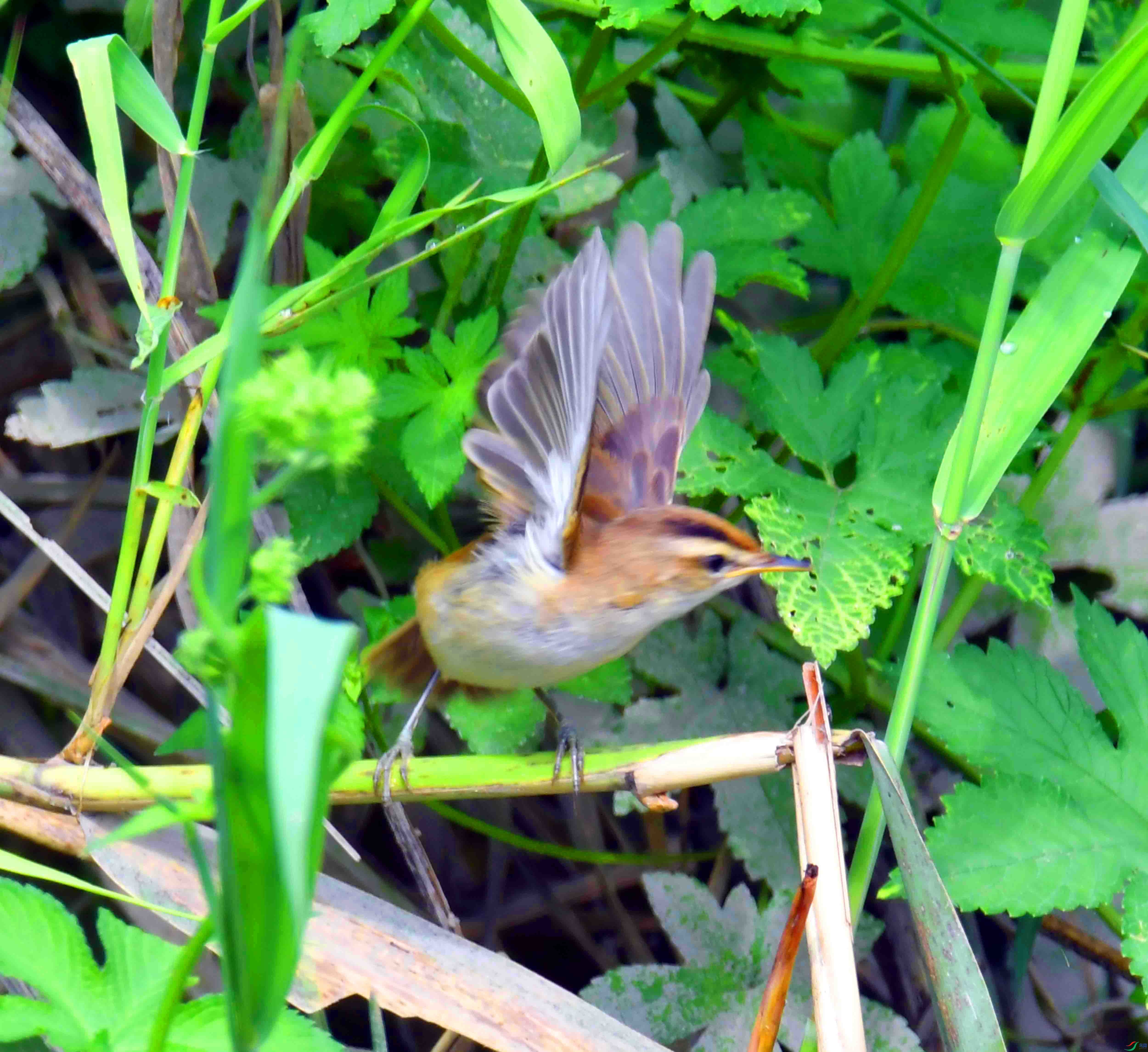 DSC_5565.JPG