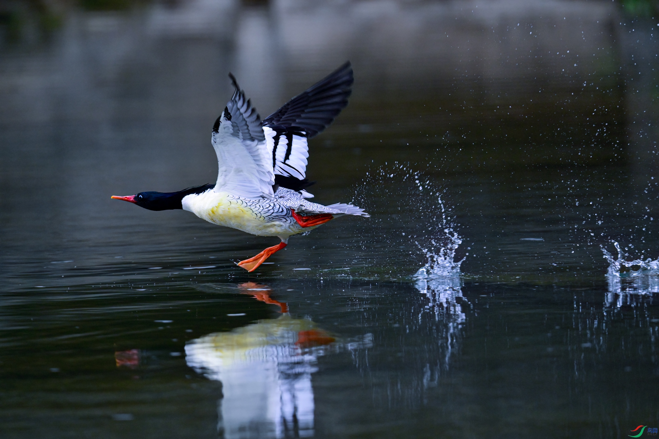 _DSC6893x.jpg