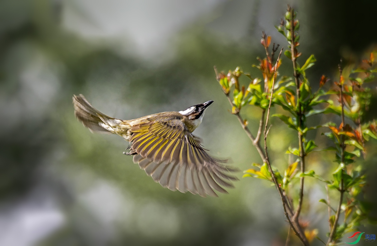 DWB_3721 - ����.JPG