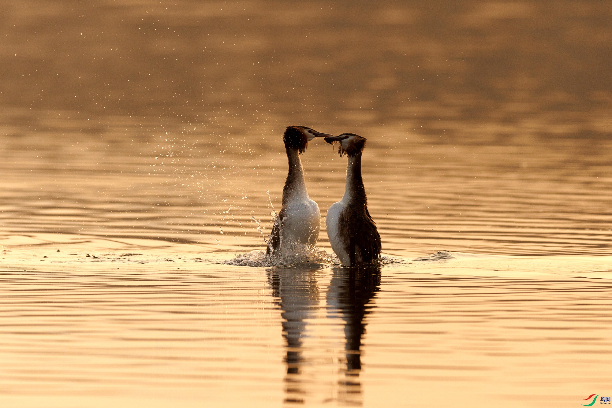 3Z6A1342 ����_1.jpg