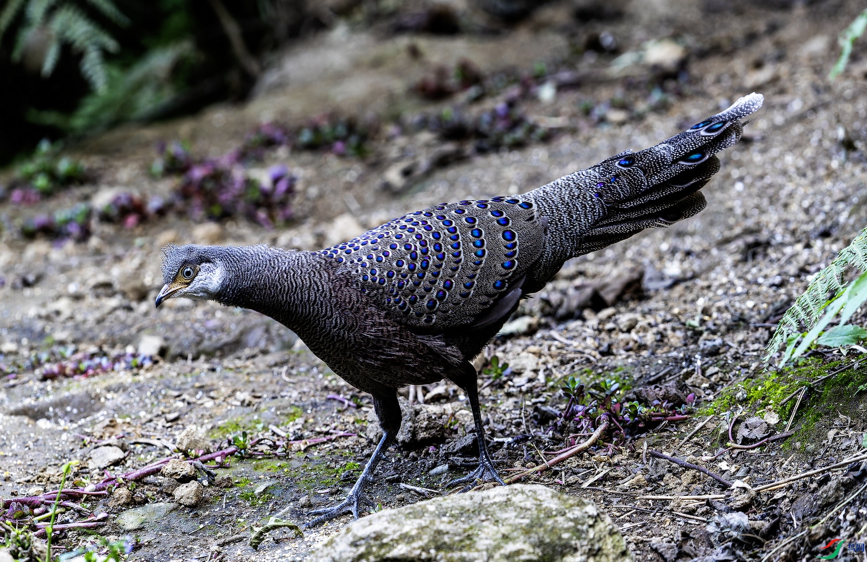 ��ȸ�� (5)-1.jpg