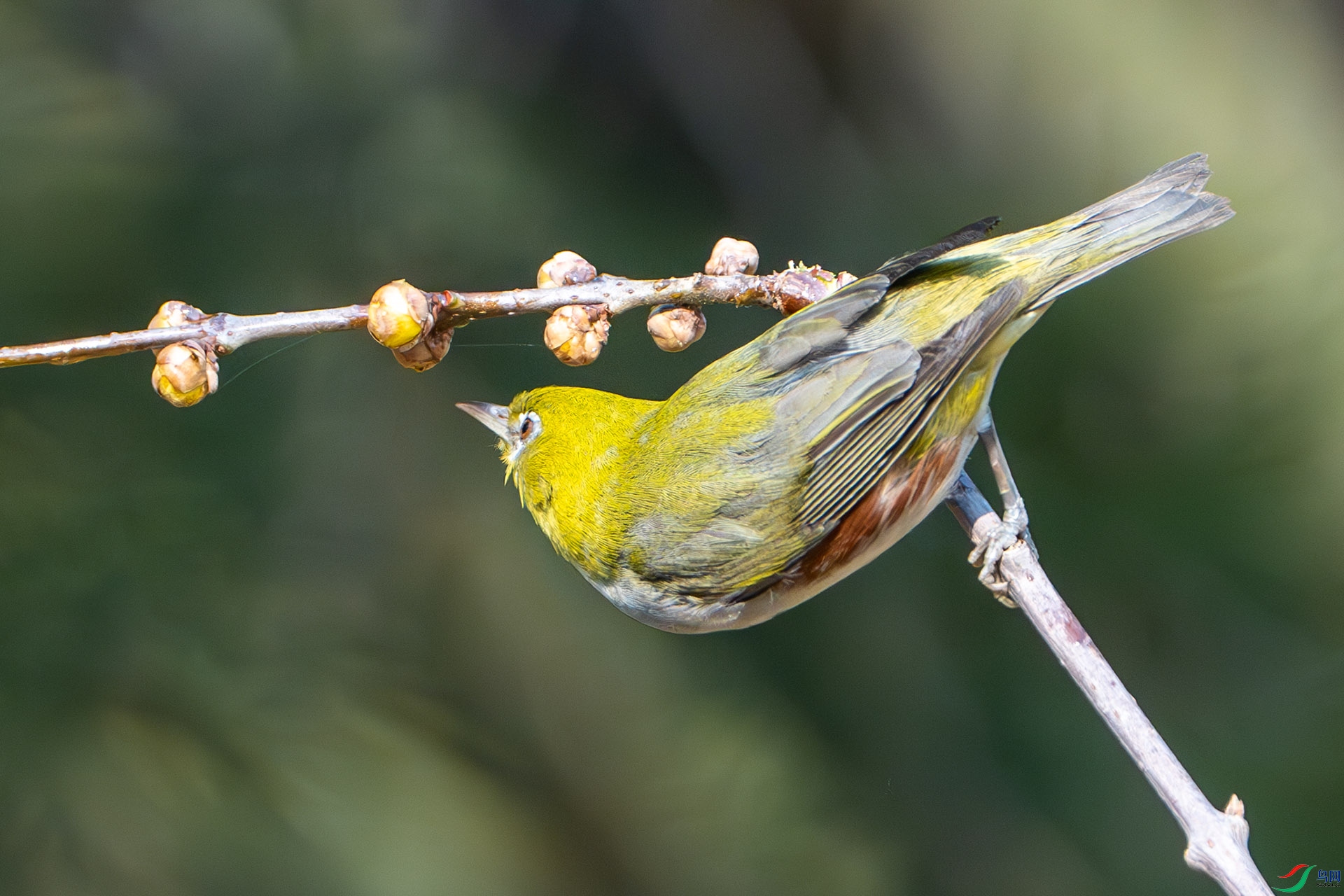 DSC00034-����ǿ-NR ����.jpg