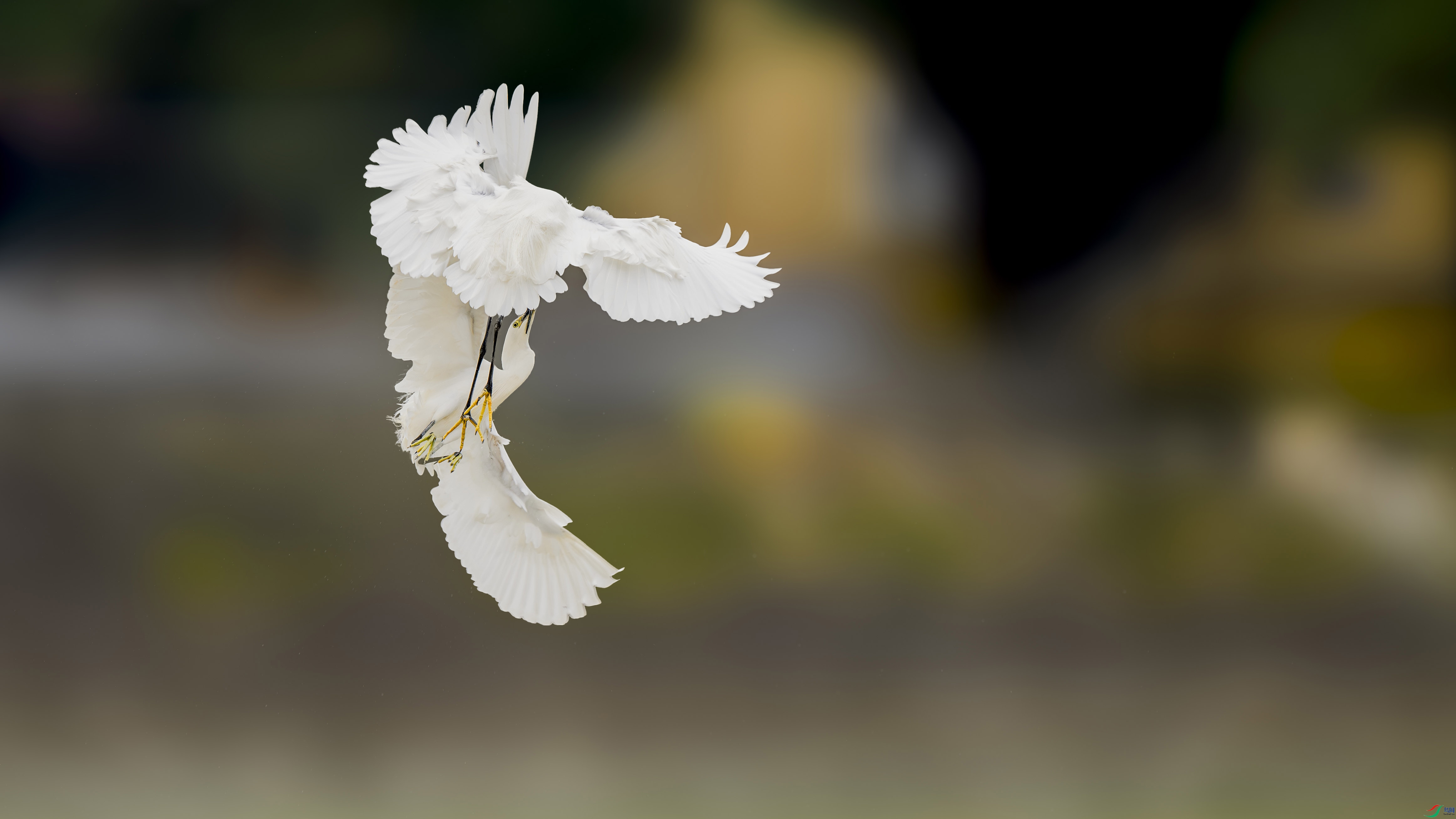 _DSC2891 ����11 ����.jpg