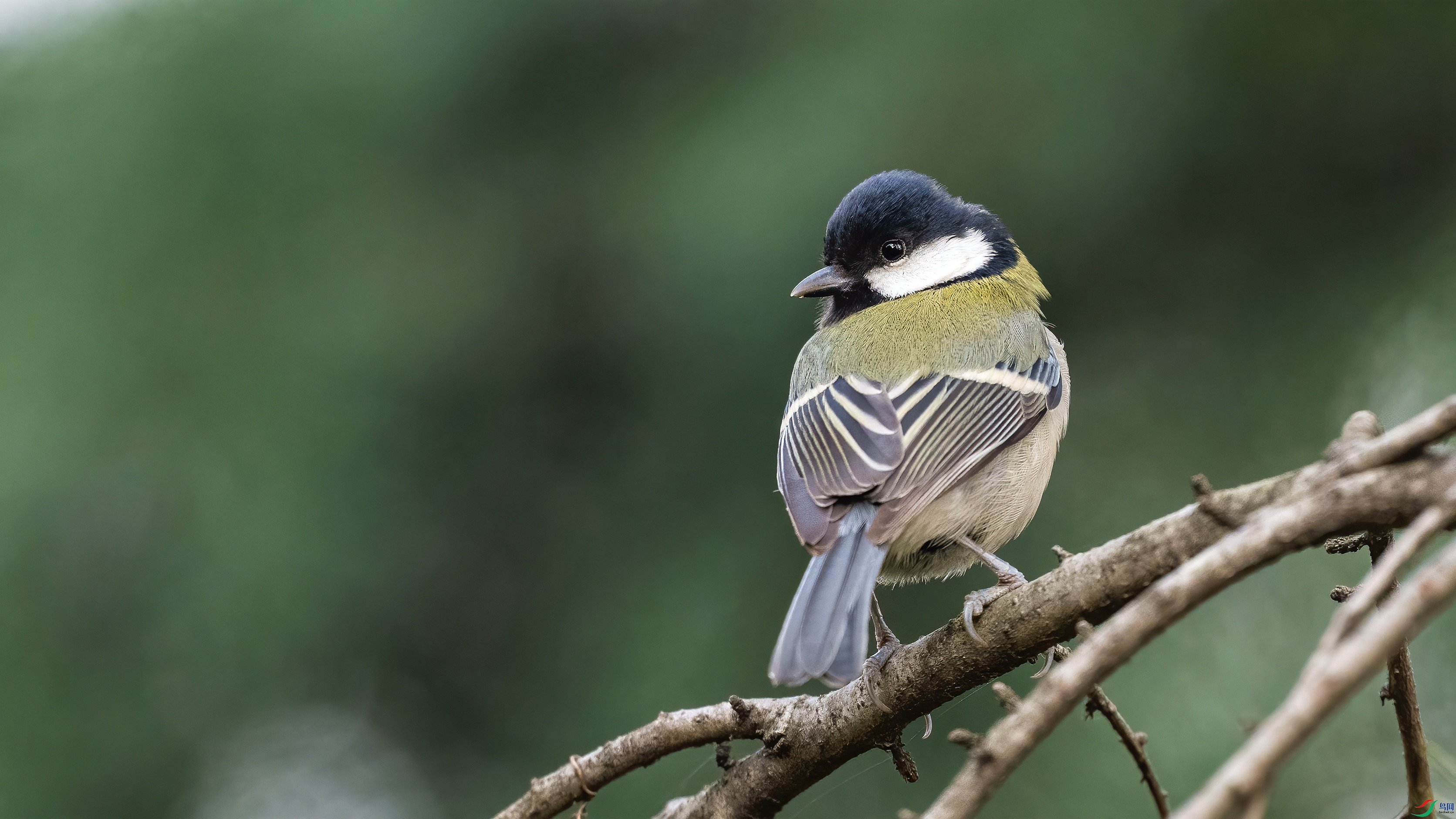 DSC_7433.jpg